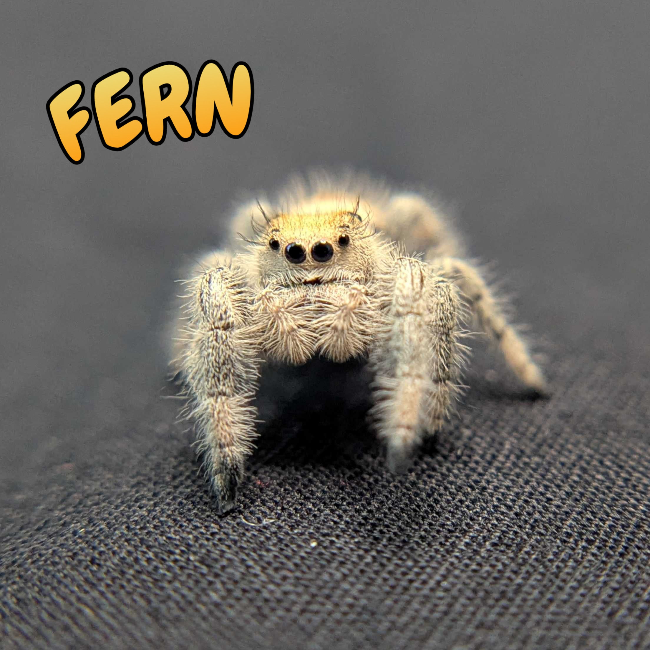 Regal Jumping Spider “Fern”
