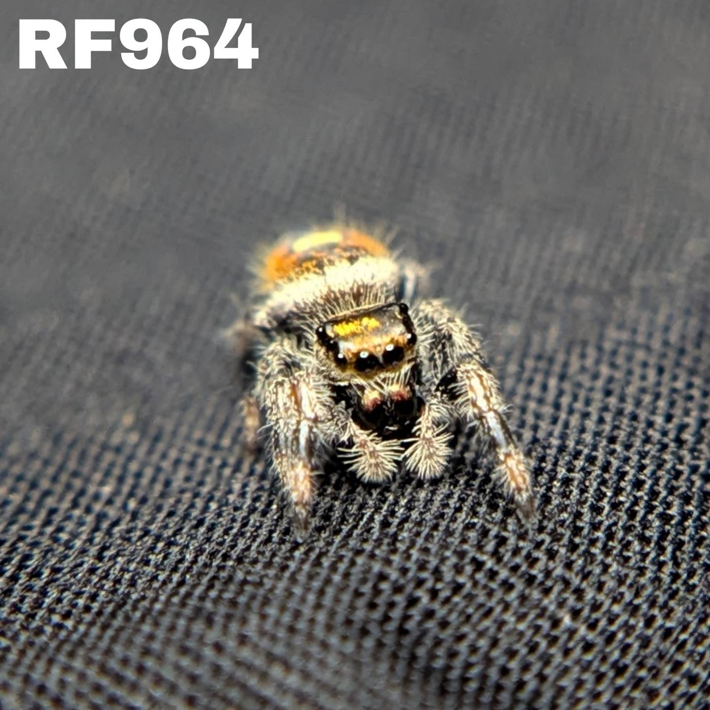 Regal Jumping Spider "Bell"