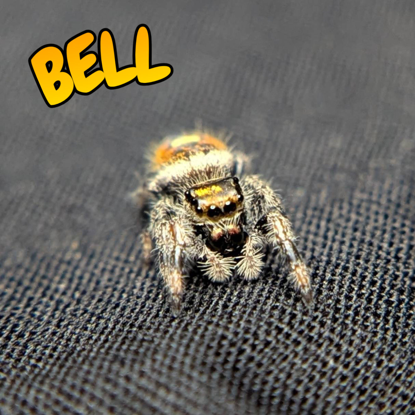 Regal Jumping Spider "Bell"