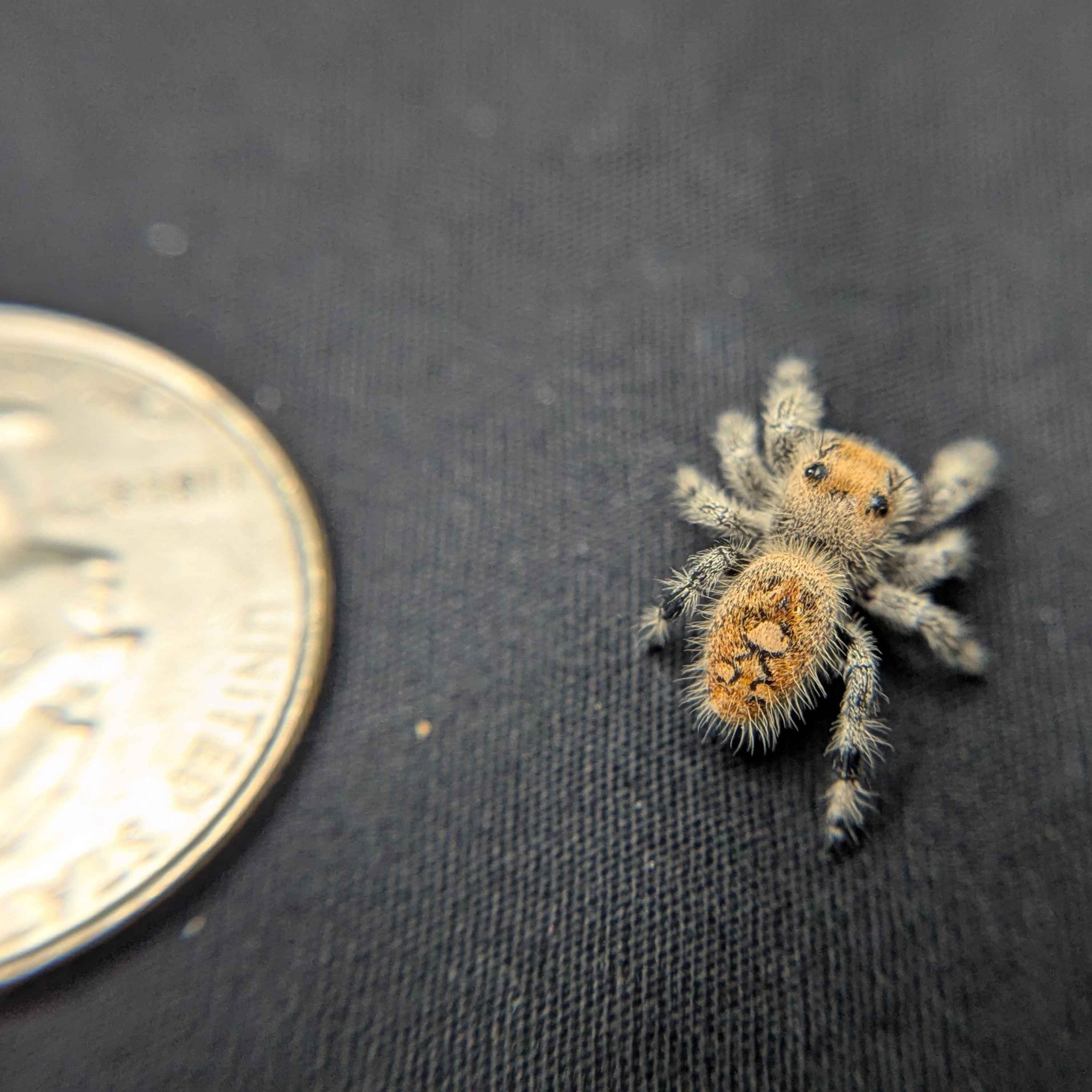 Regal Jumping Spider “Spongecake”