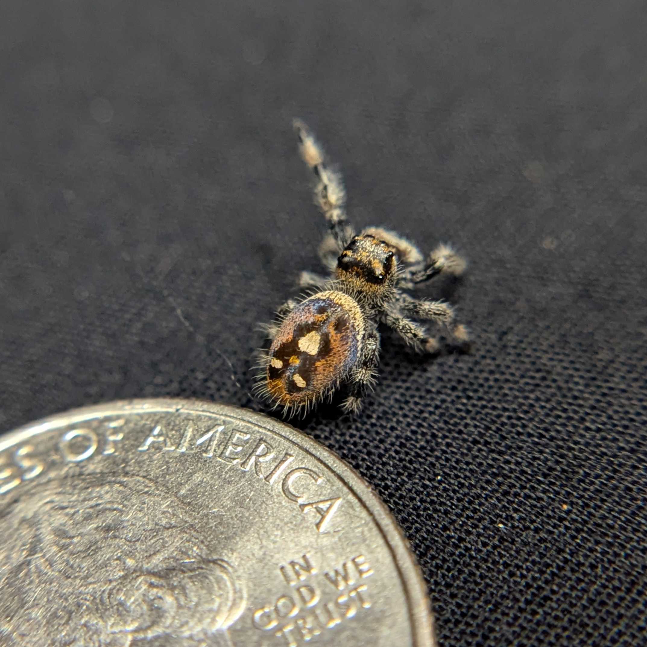 Regal Jumping Spider "Skittles"