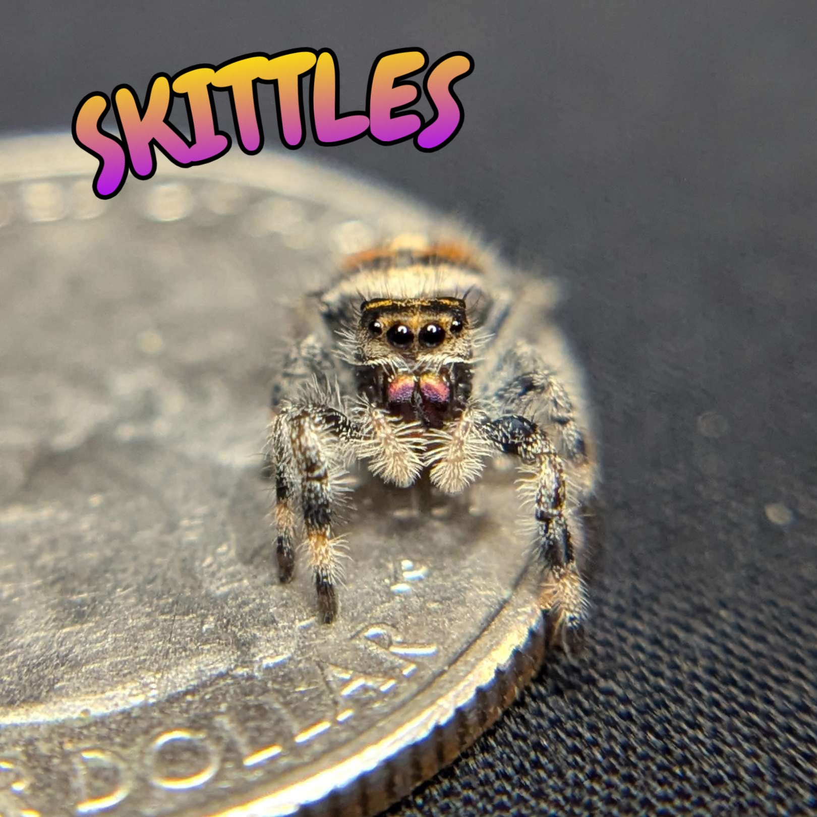 Regal Jumping Spider "Skittles"