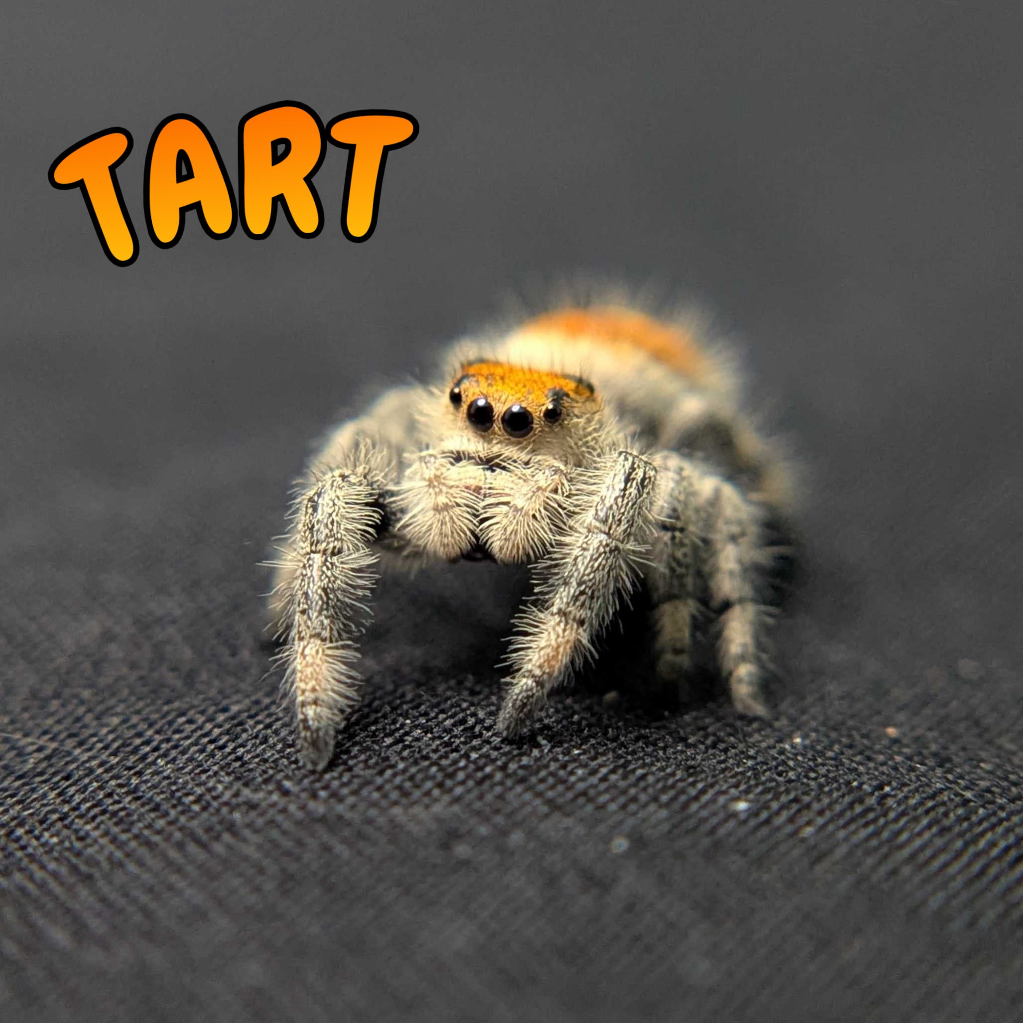 Regal Jumping Spider "Tart"