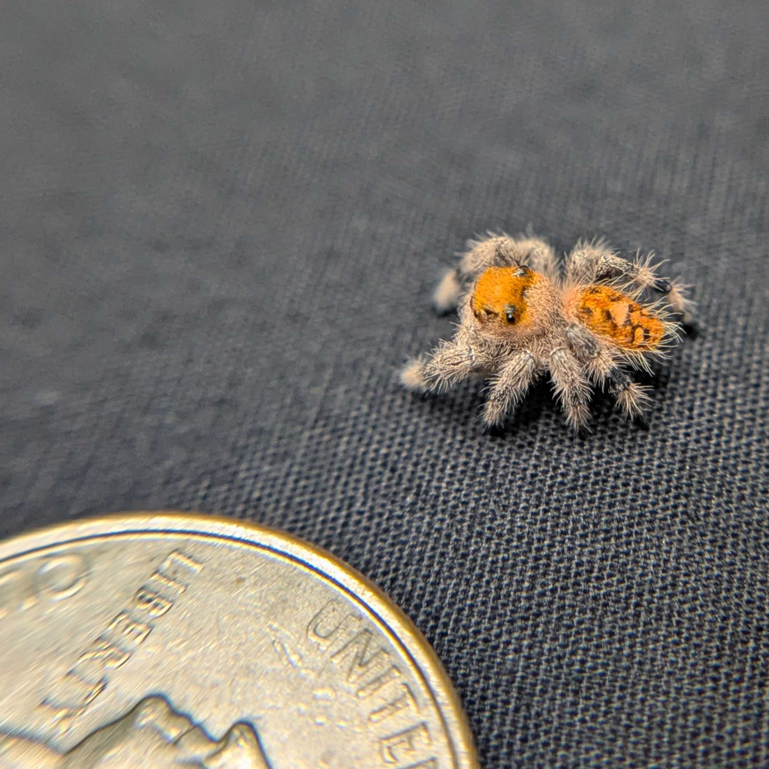 Regal Jumping Spider "Pasta"