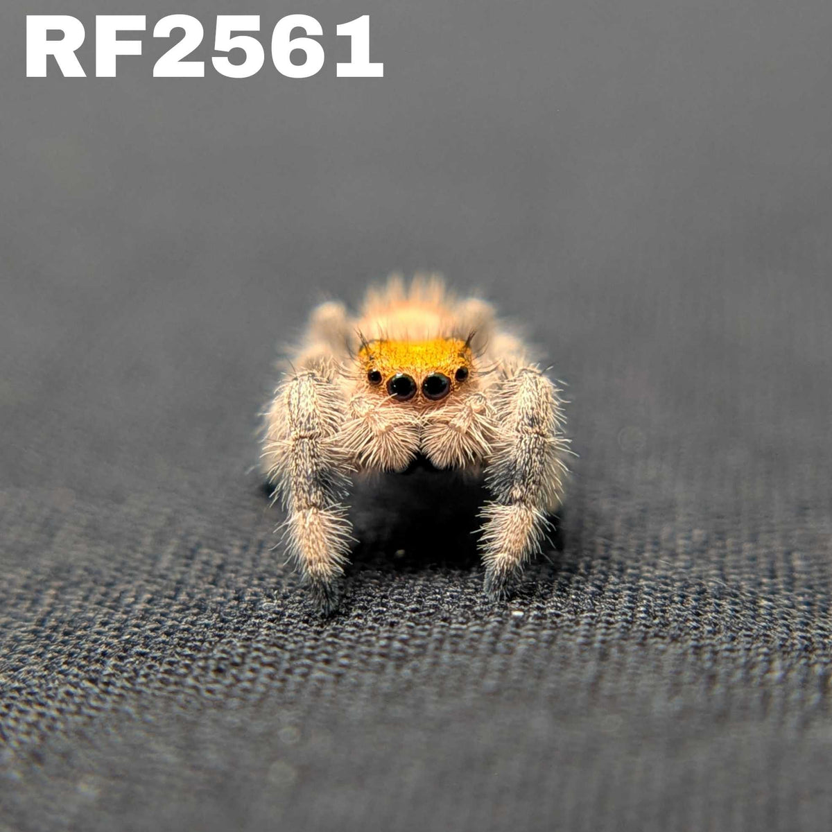 Regal Jumping Spider "Pasta"