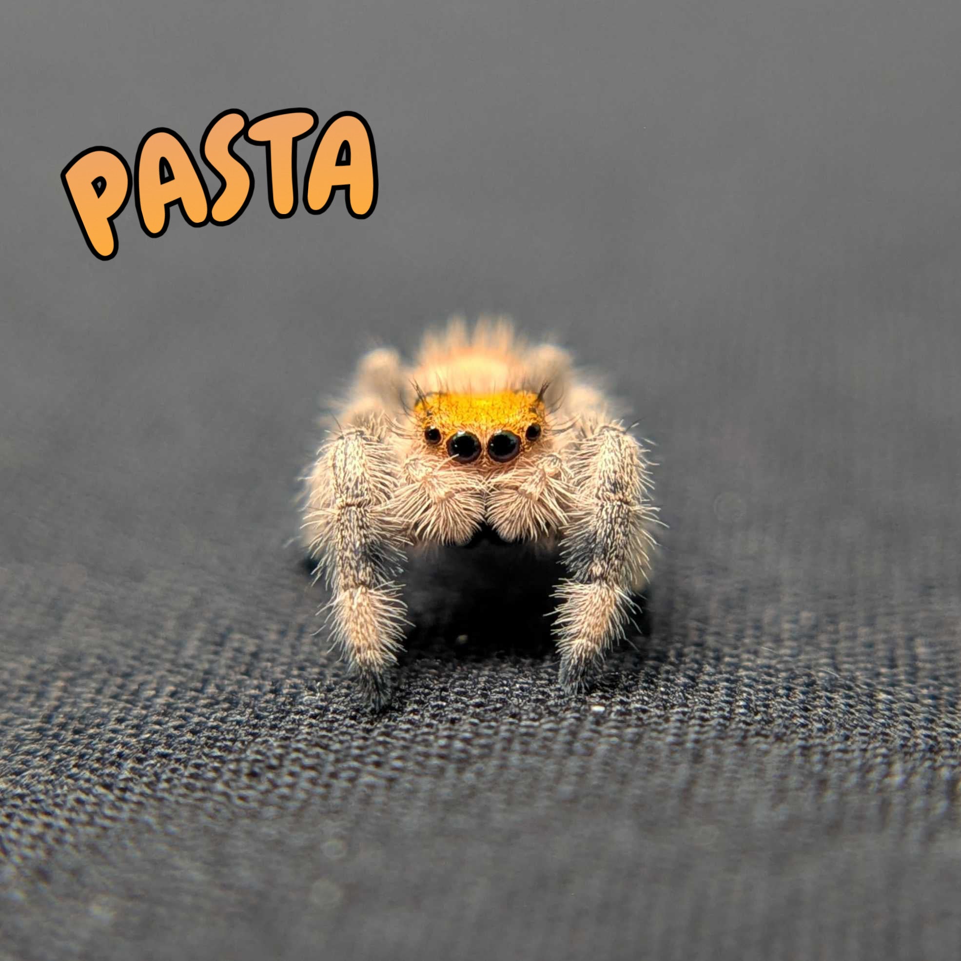 Regal Jumping Spider "Pasta"