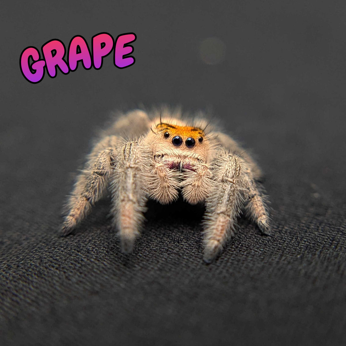 Regal Jumping Spider "Grape"