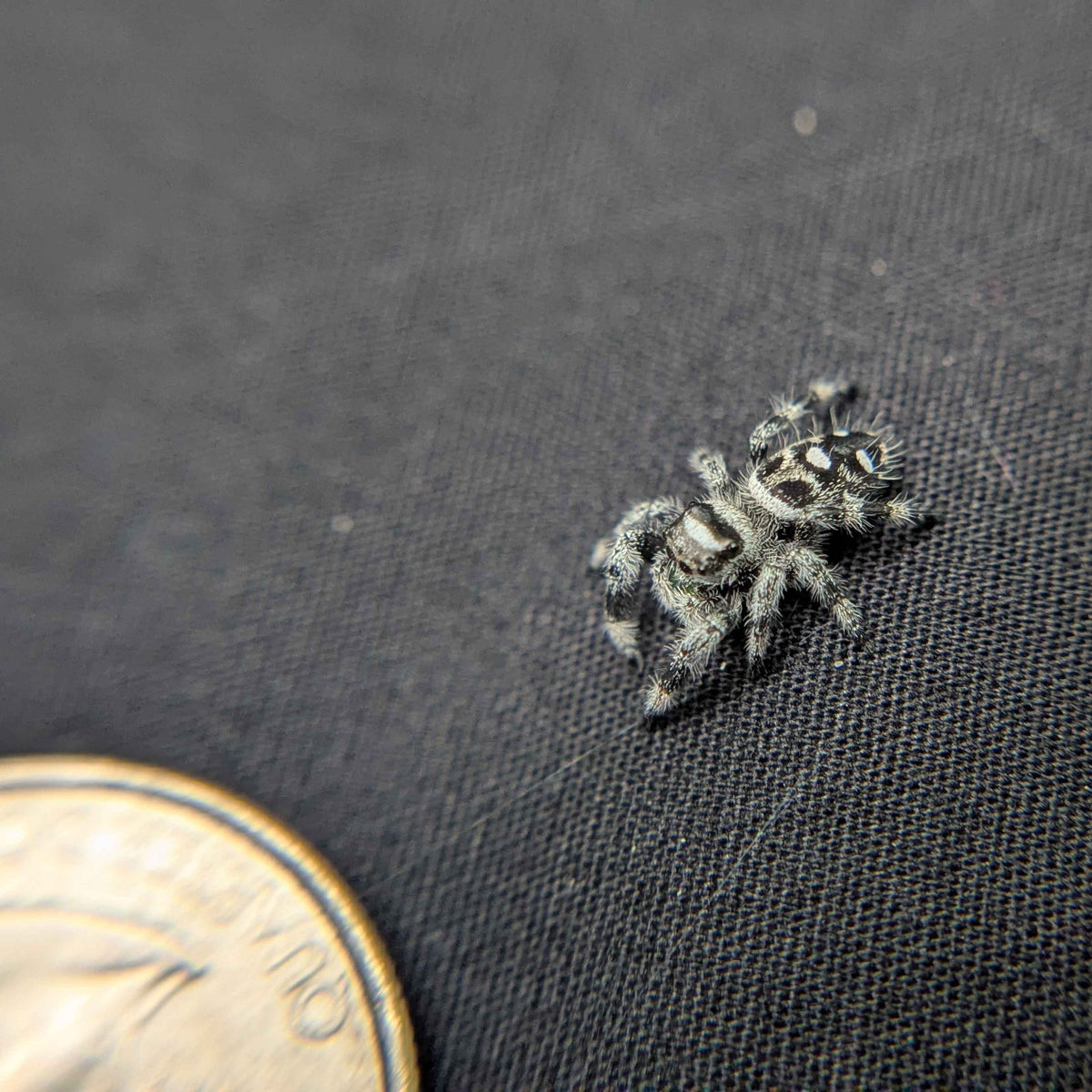 Regal Jumping Spider "Phantom"