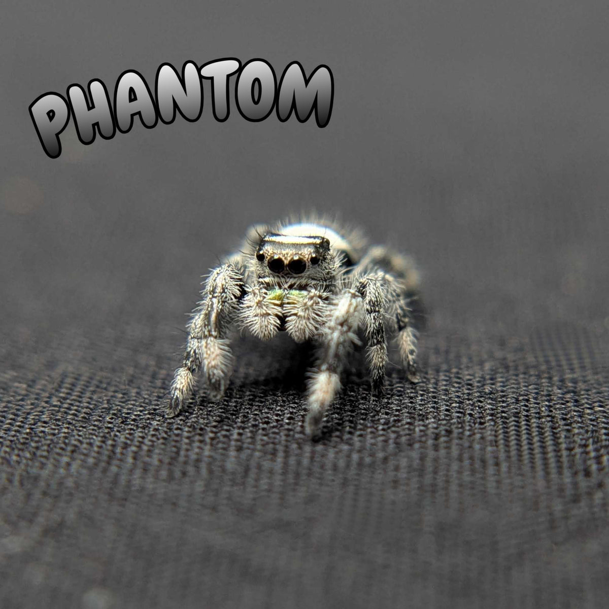 Regal Jumping Spider "Phantom"