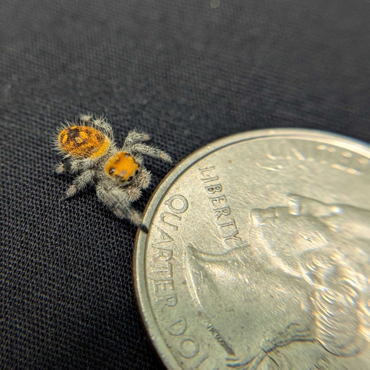 Regal Jumping Spider "Tomato"