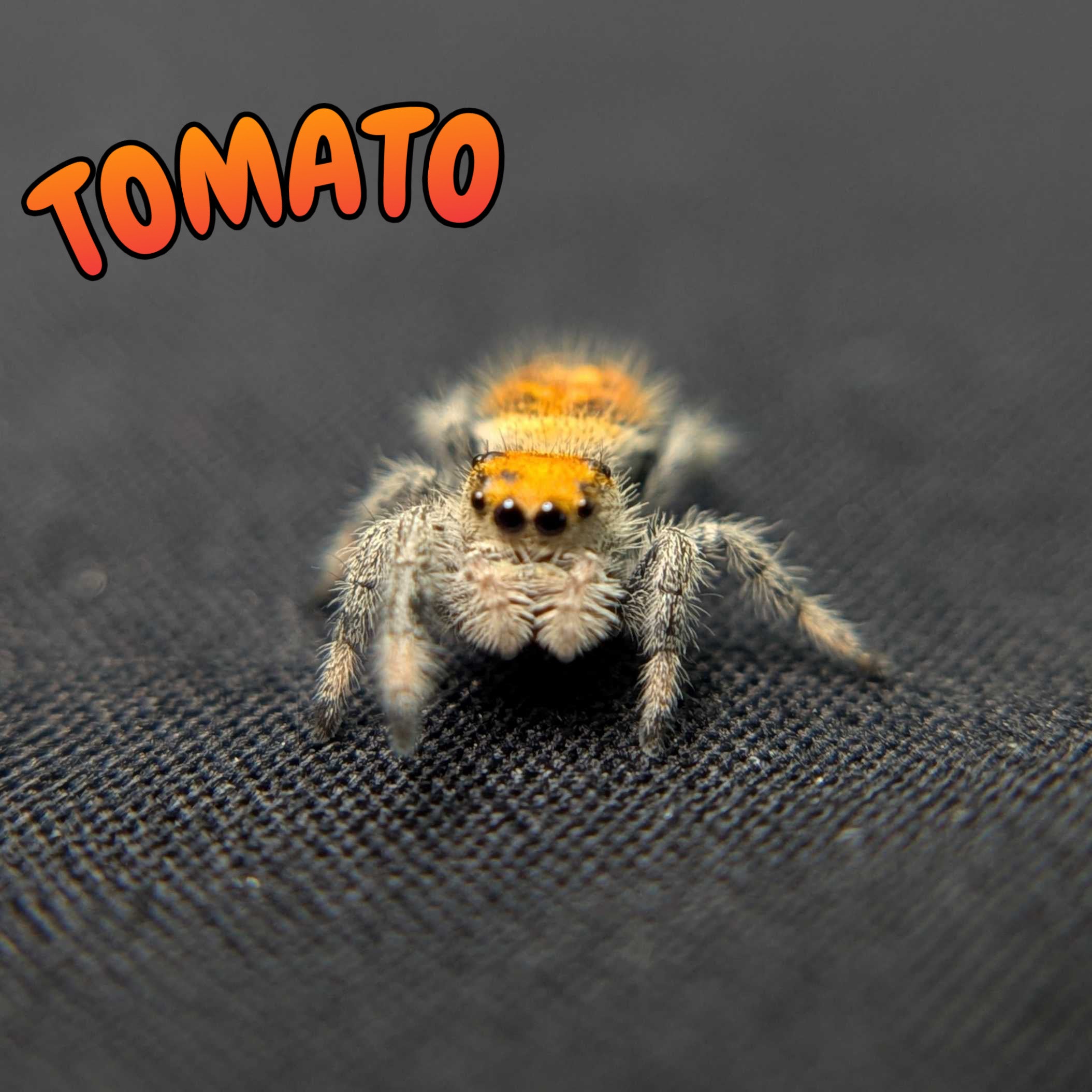 Regal Jumping Spider "Tomato"