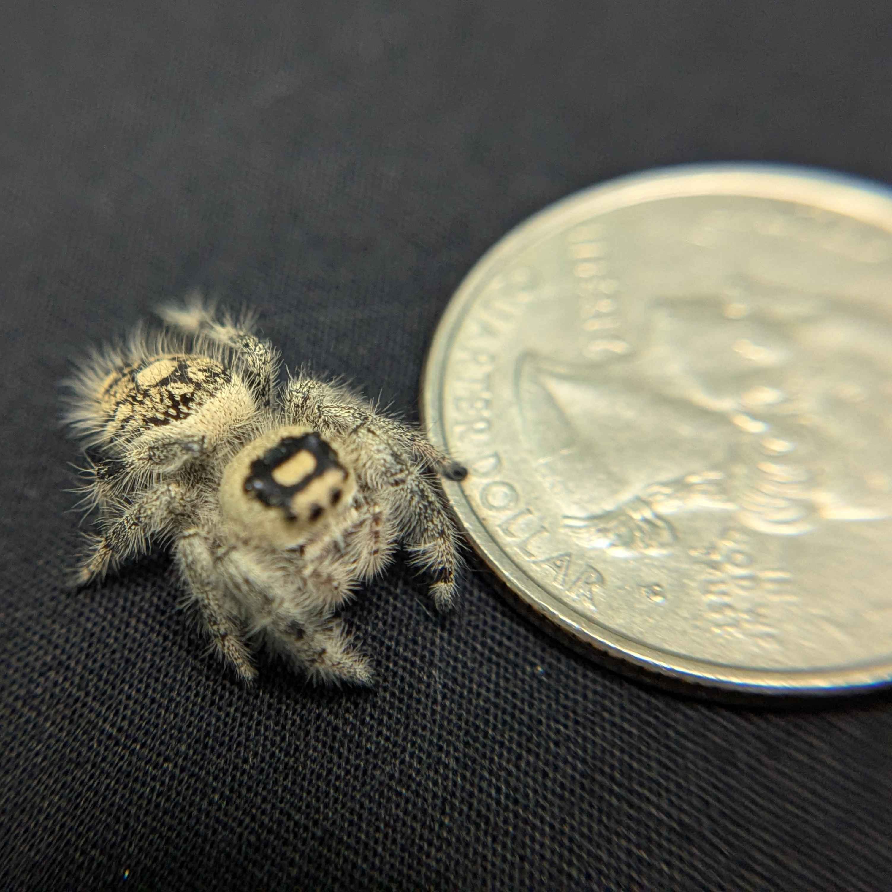 Regal Jumping Spider "Violet"