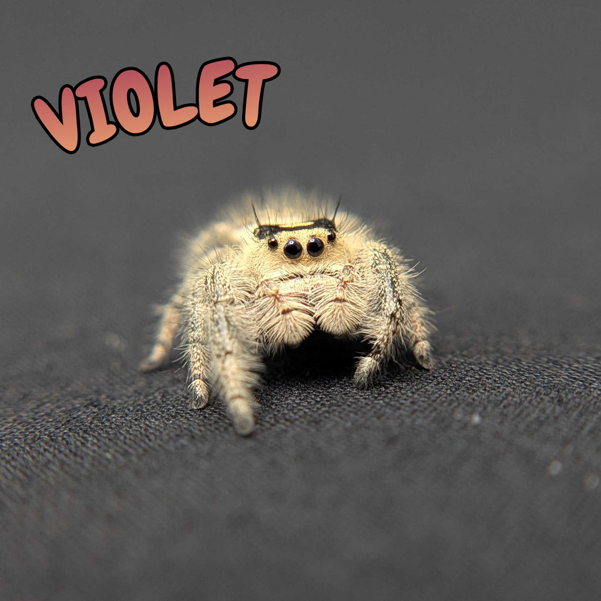 Regal Jumping Spider "Violet"