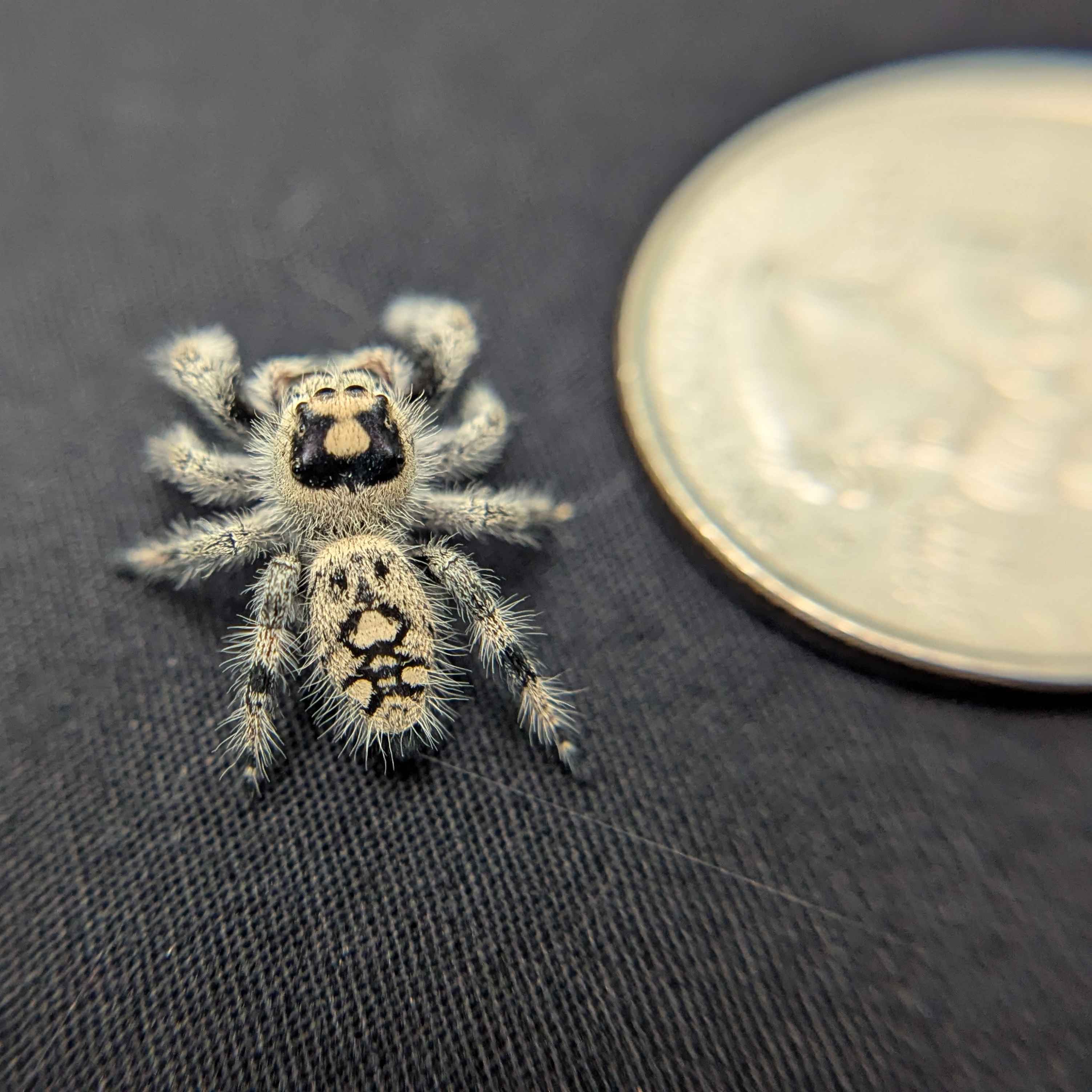 Regal Jumping Spider "Espresso"