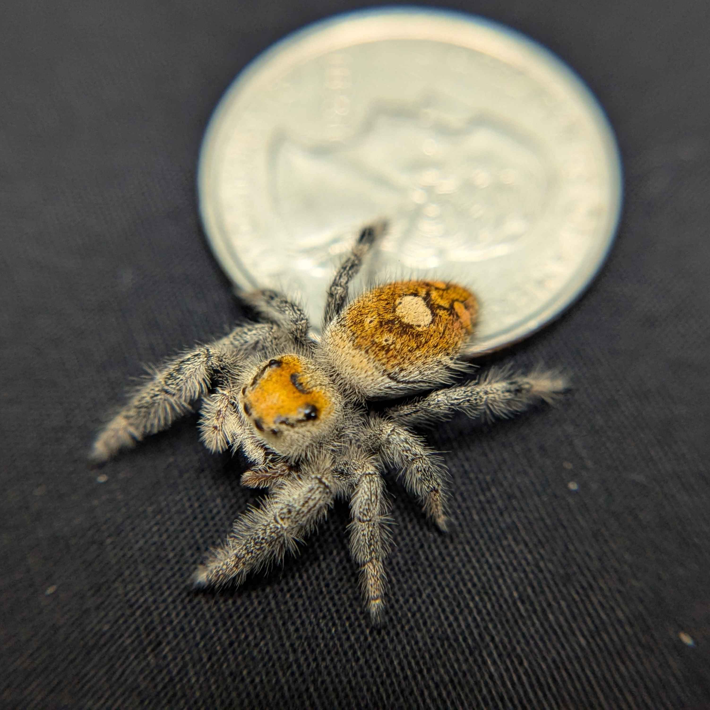 Regal Jumping Spider “Ivy”