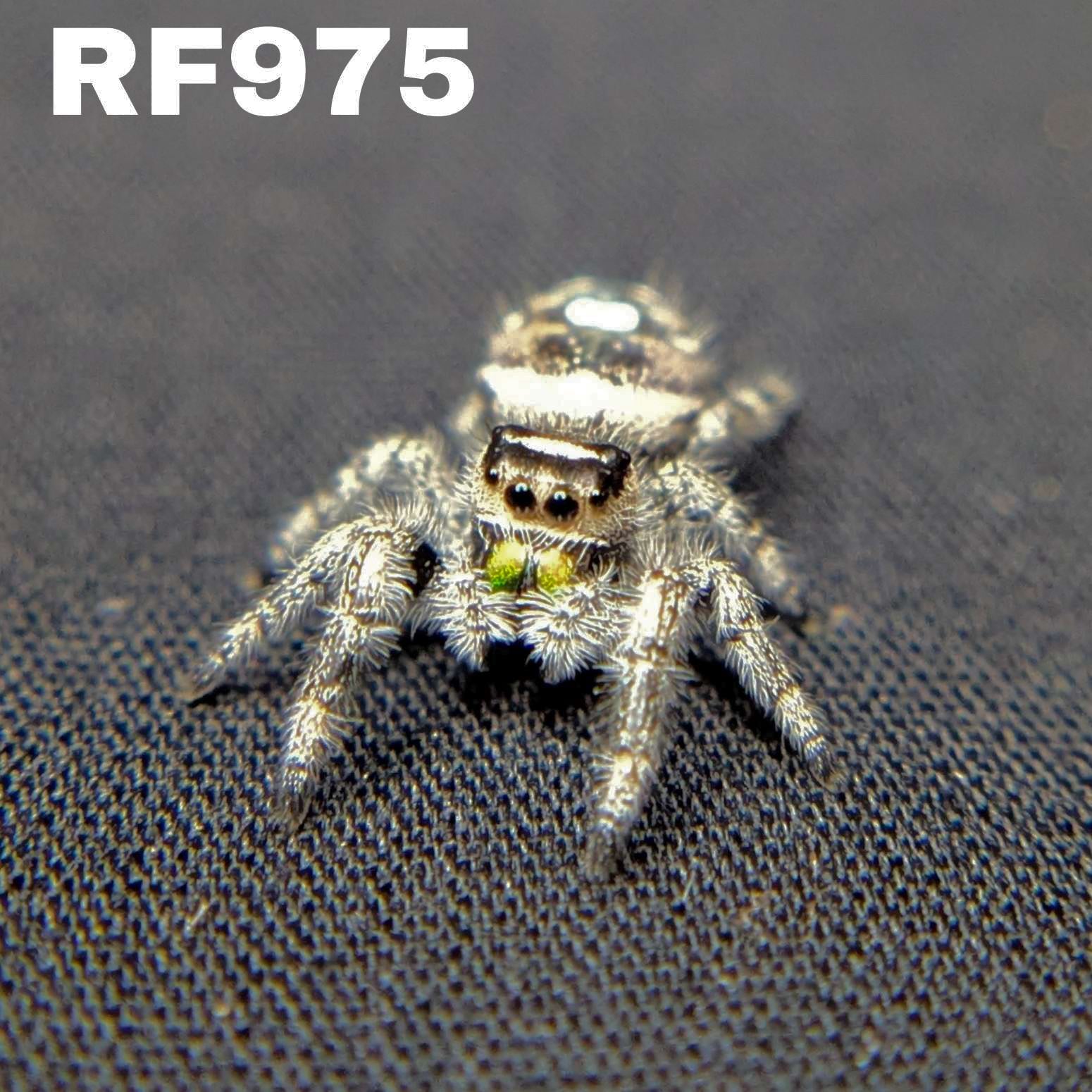 Regal Jumping Spider "Zebra"