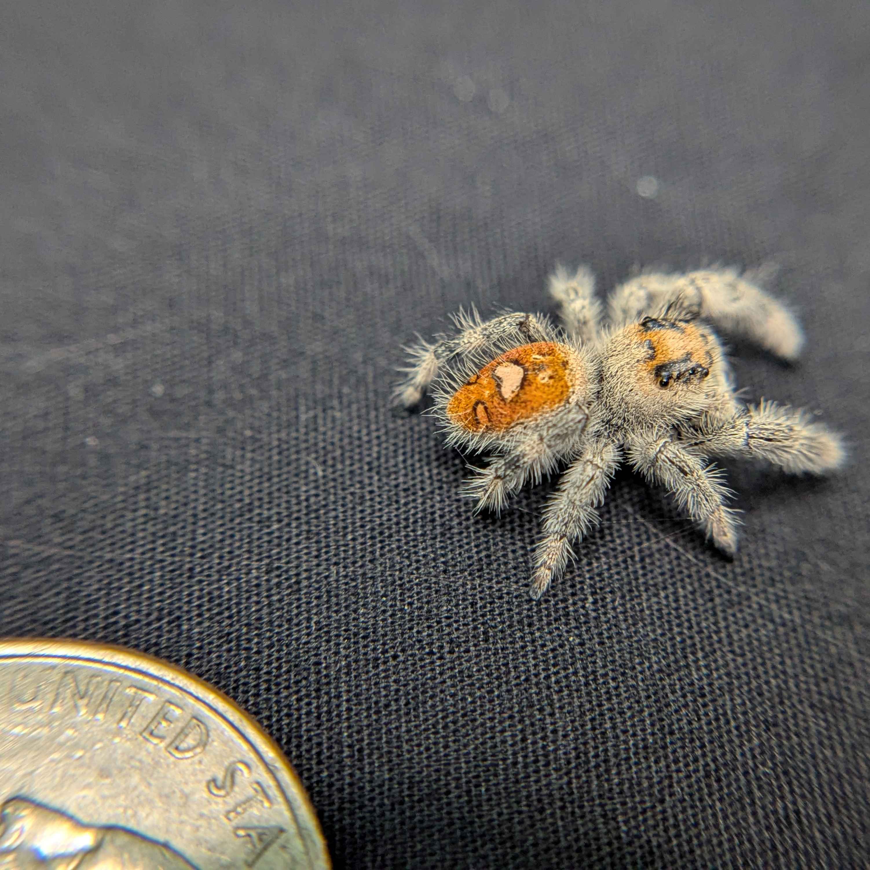 Regal Jumping Spider "Citrus Twist"