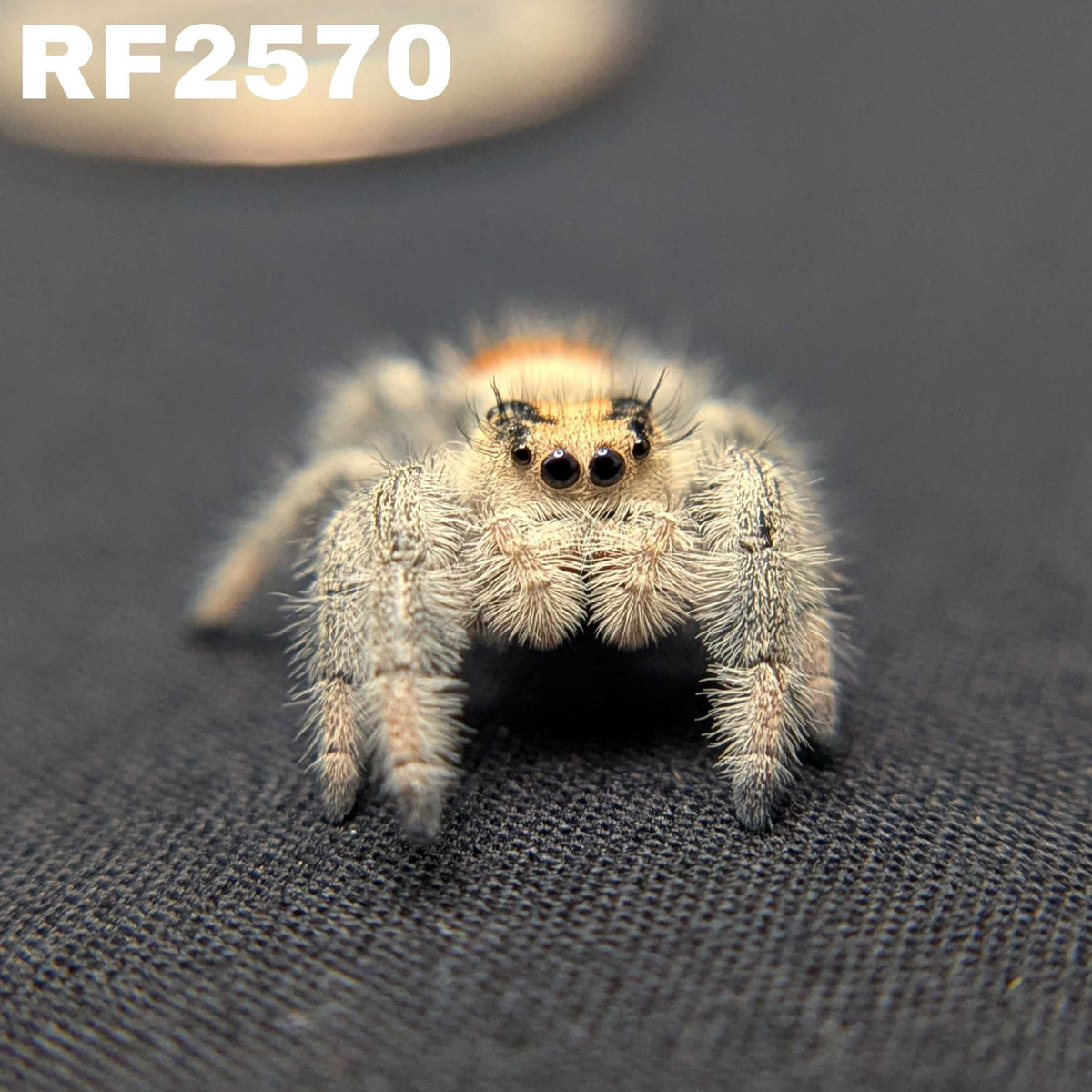 Regal Jumping Spider "Citrus Twist"