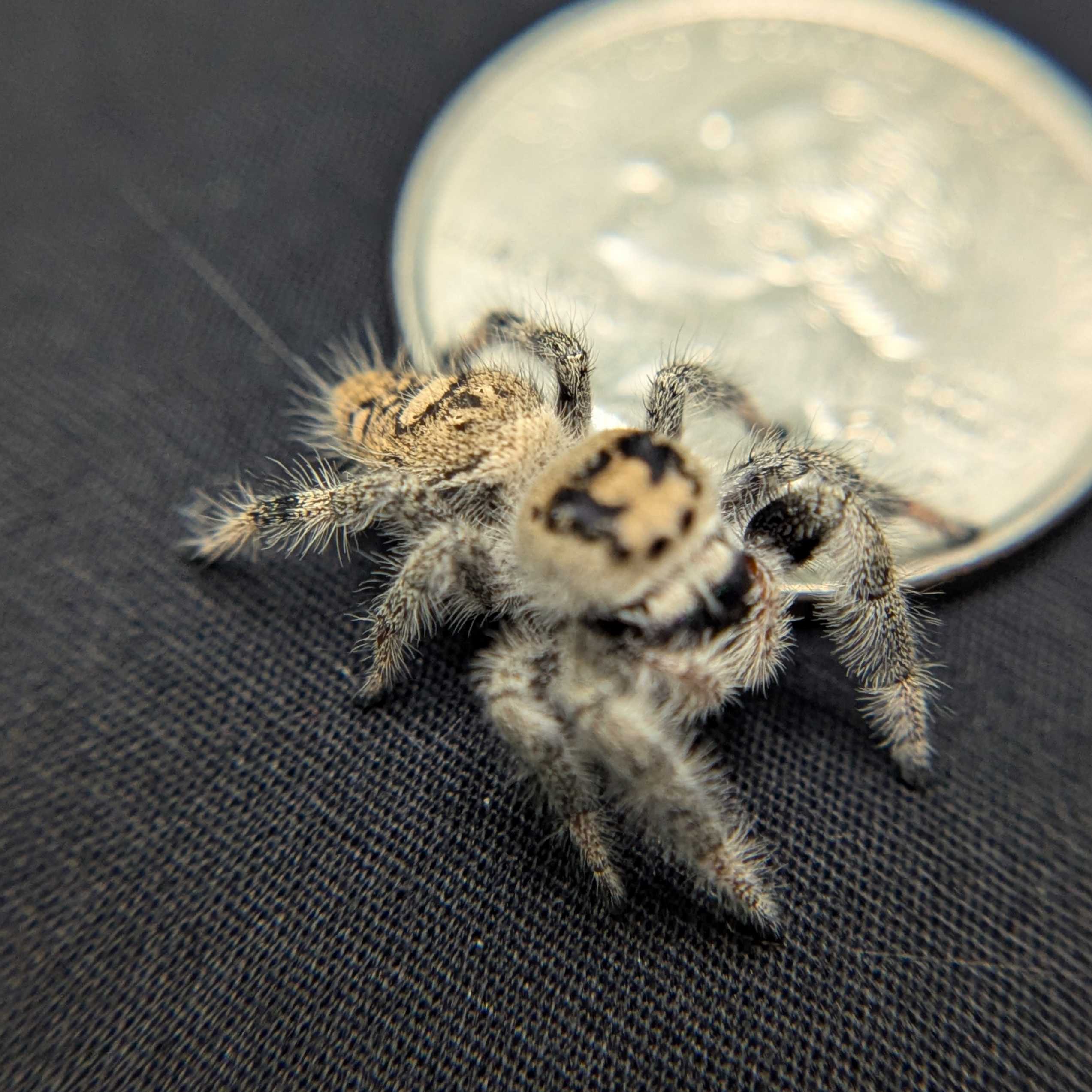 Regal Jumping Spider “Nova”