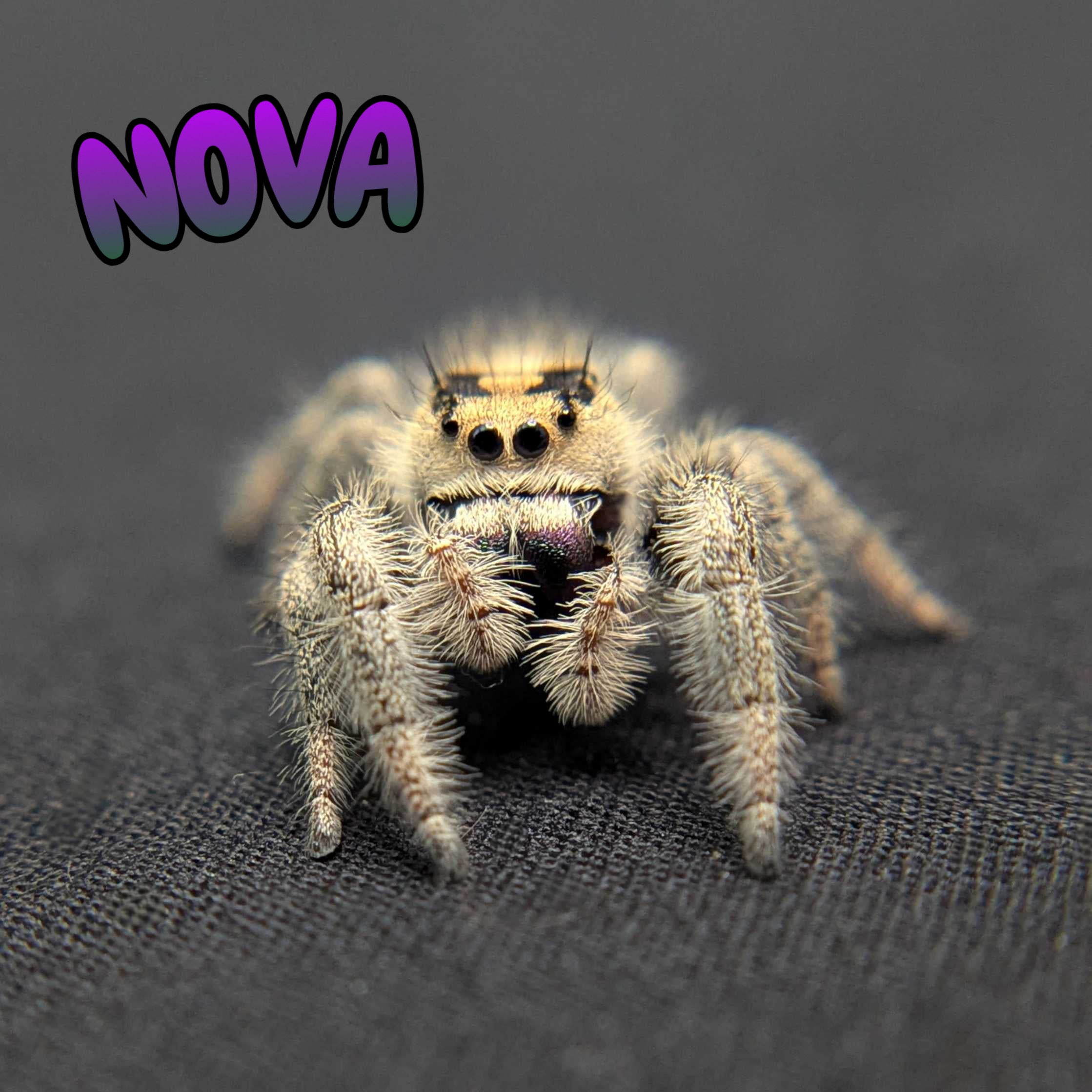 Regal Jumping Spider “Nova”
