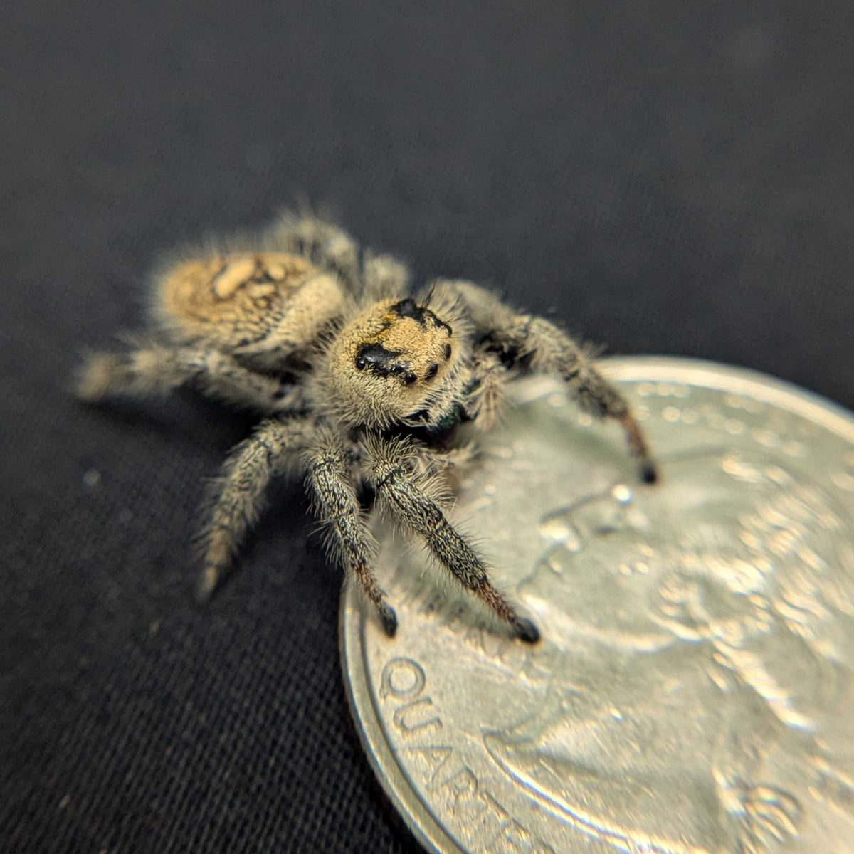Regal Jumping Spider "Sage"