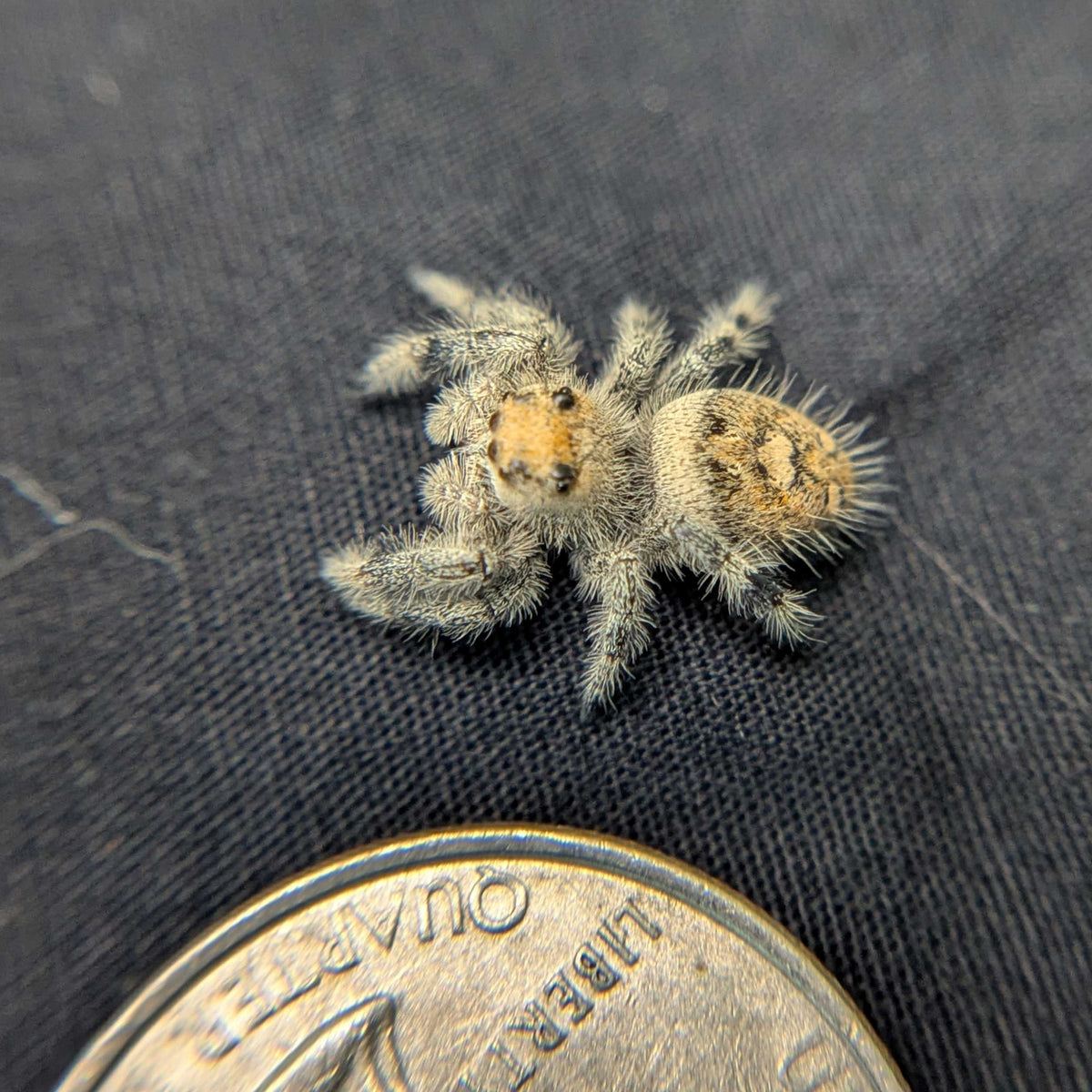Regal Jumping Spider "Lavender"