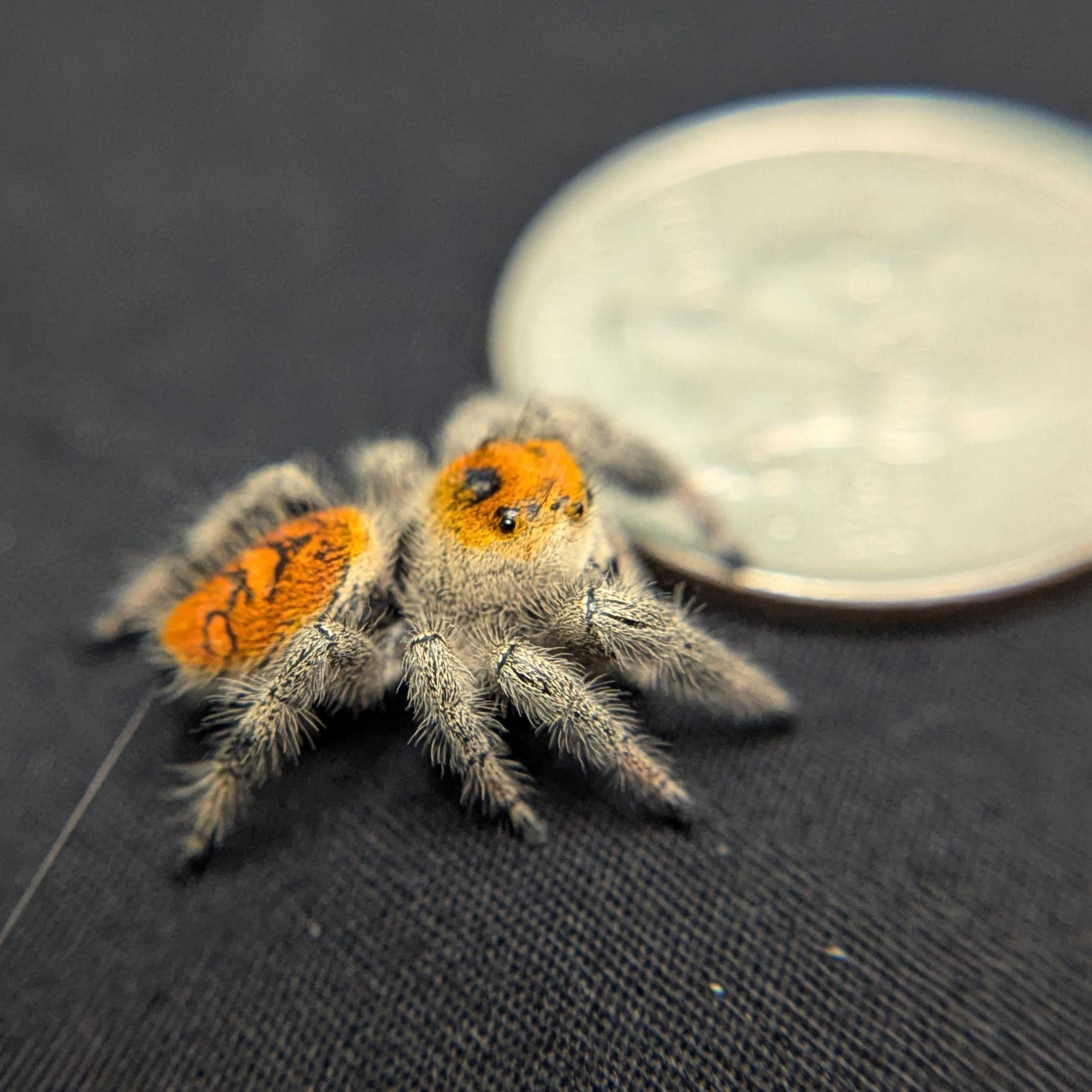 Regal Jumping Spider “Mimosa”