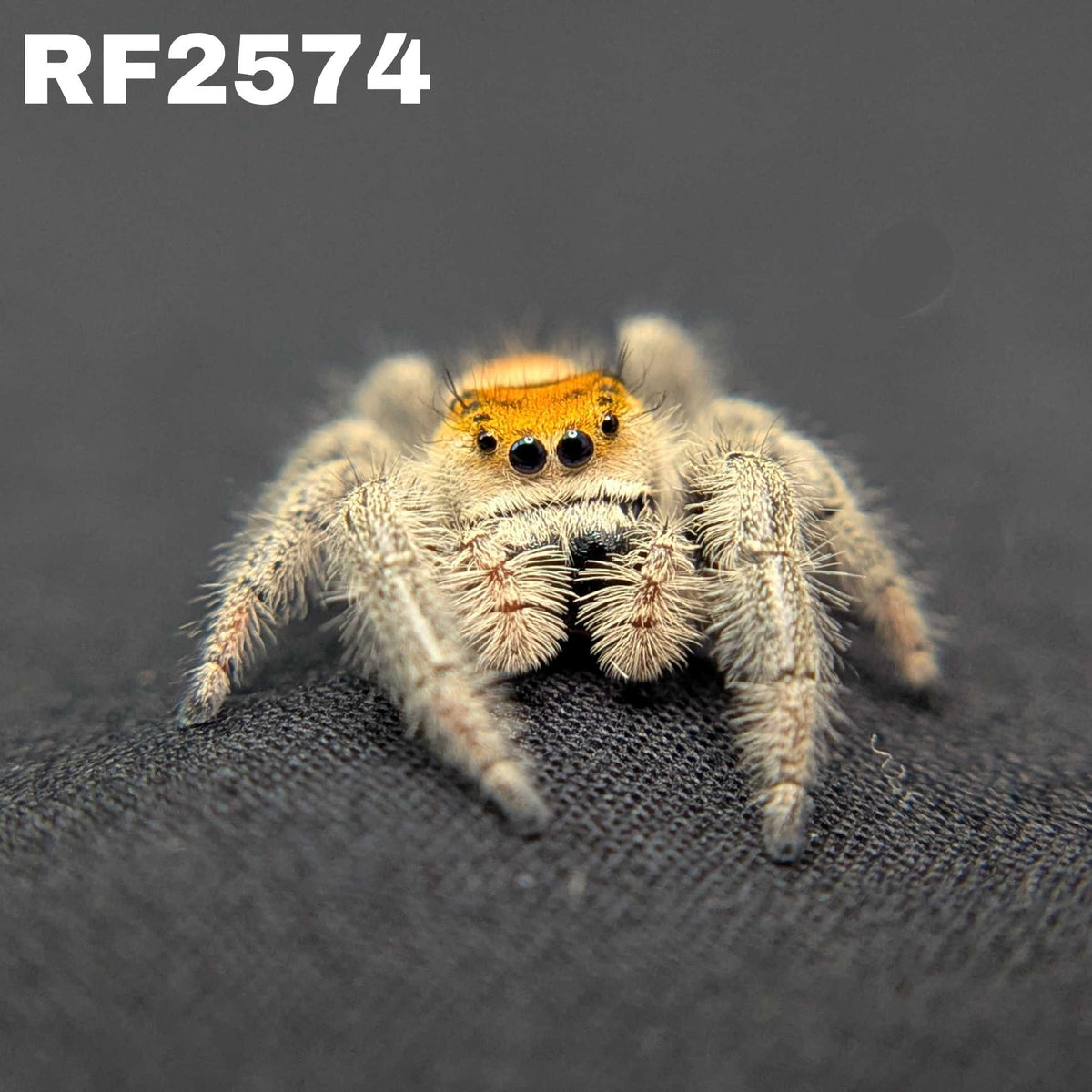 Regal Jumping Spider “Mimosa”