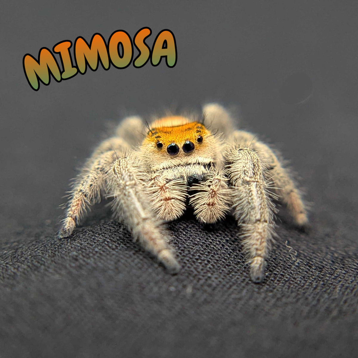 Regal Jumping Spider “Mimosa”