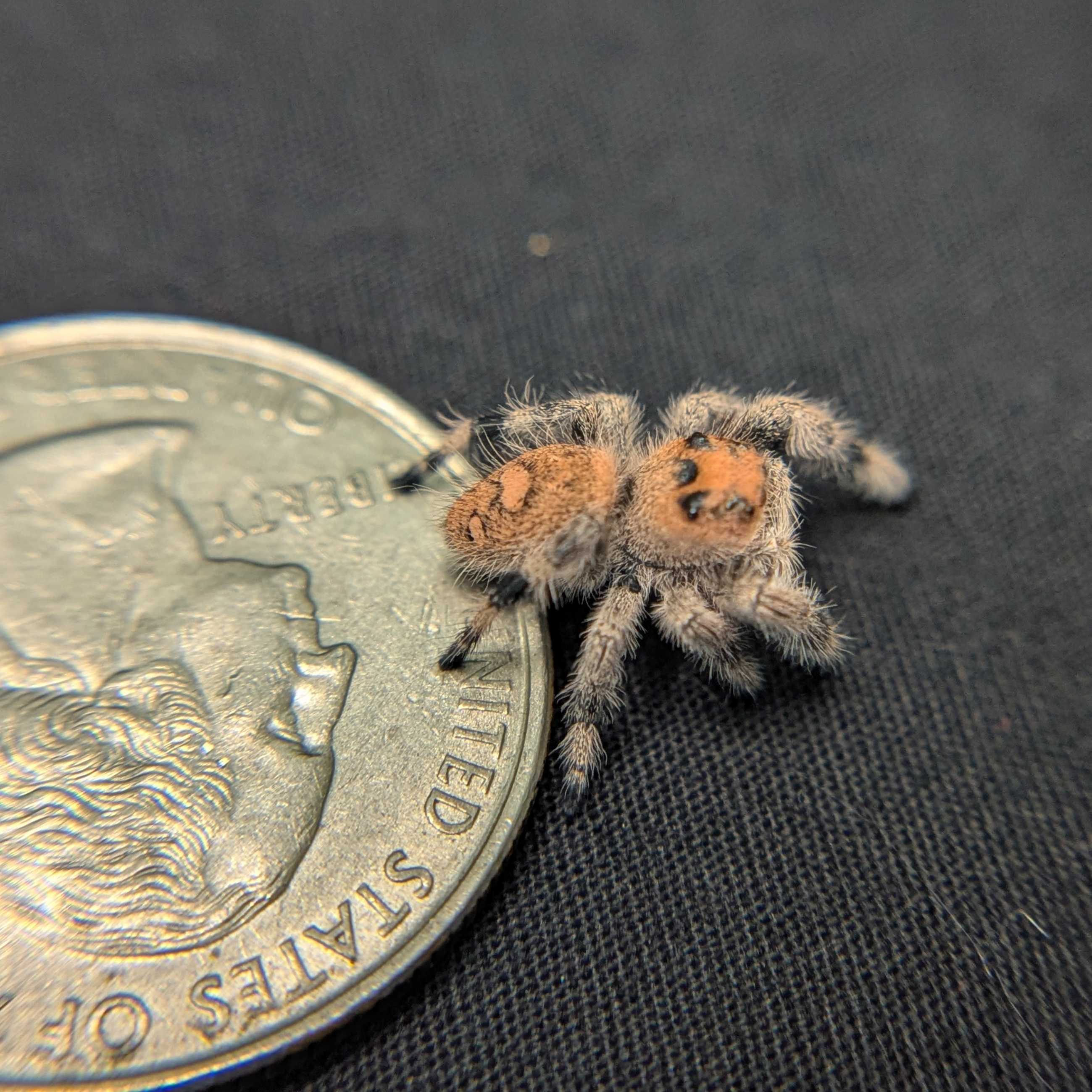 Regal Jumping Spider “Aurora”