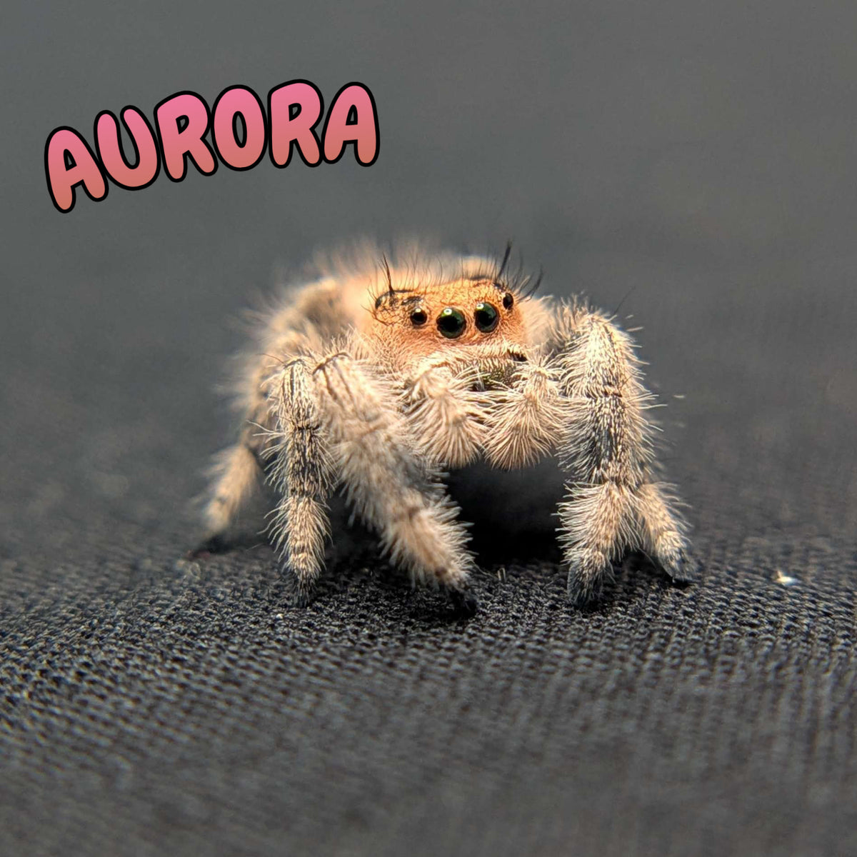 Regal Jumping Spider “Aurora”