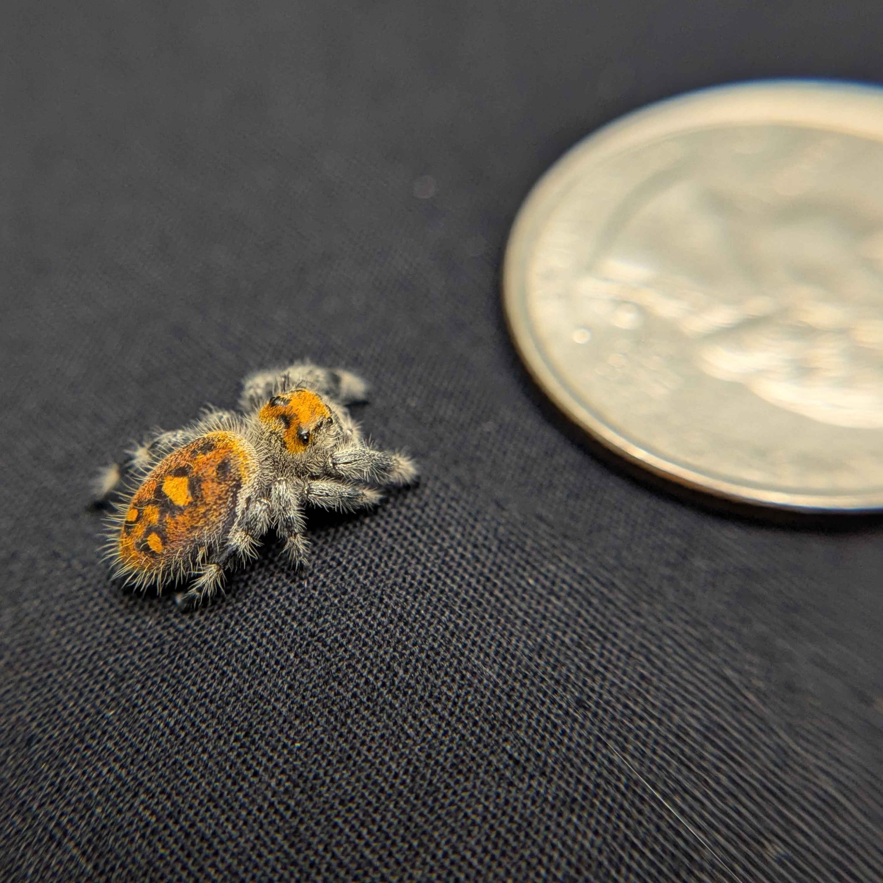 Regal Jumping Spider "Cherry"