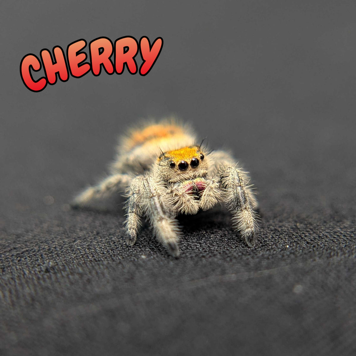 Regal Jumping Spider "Cherry"