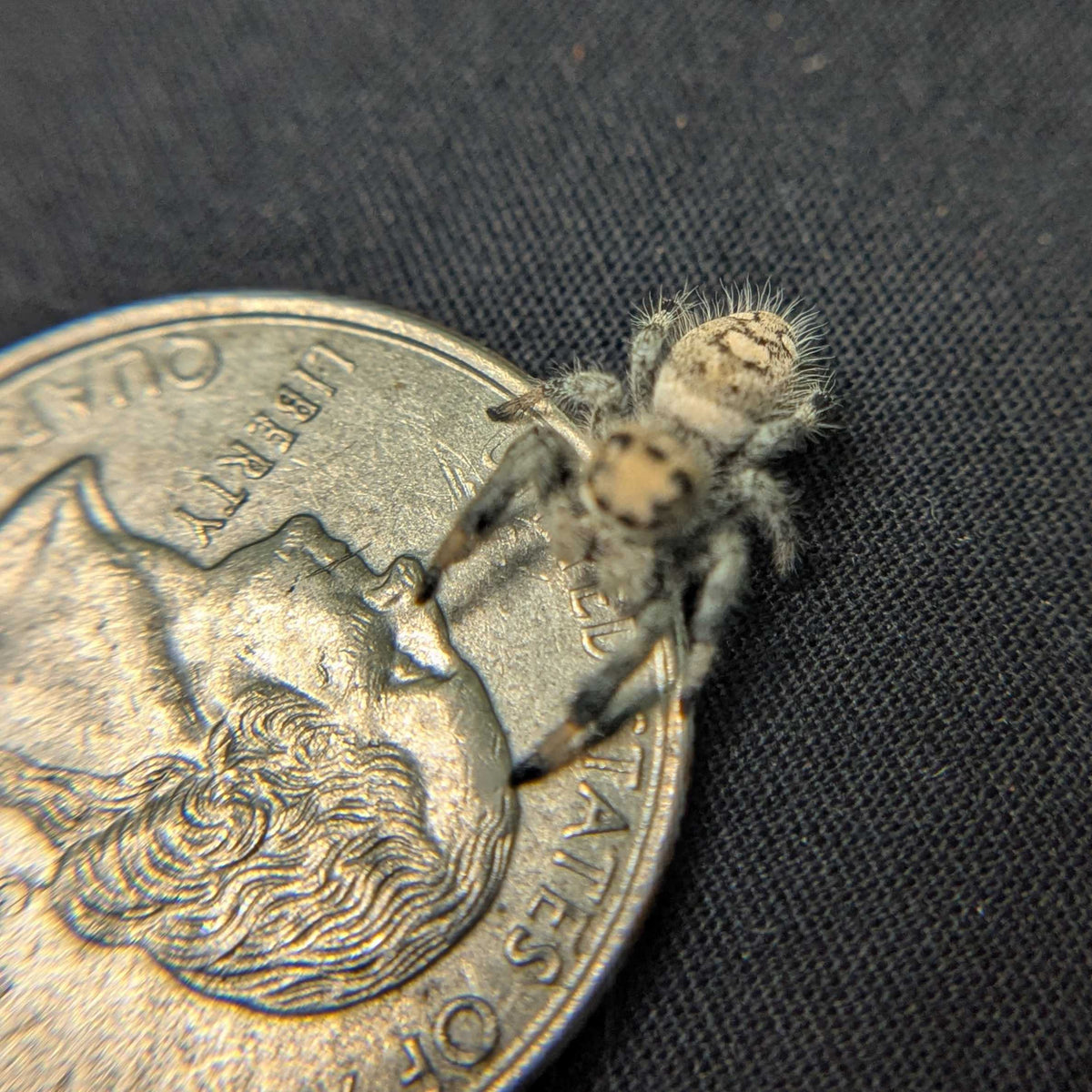 Regal Jumping Spider “Sprout”