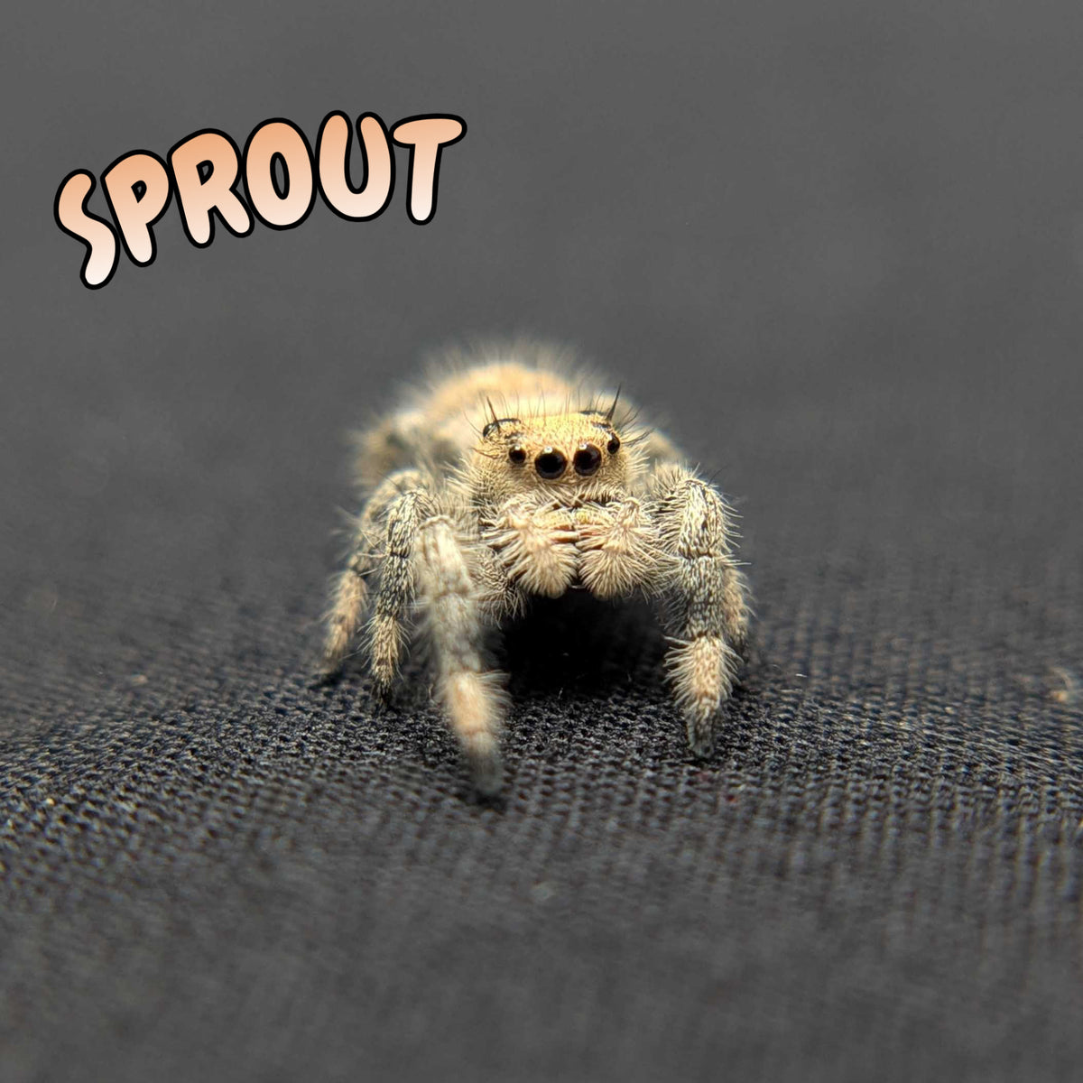 Regal Jumping Spider “Sprout”