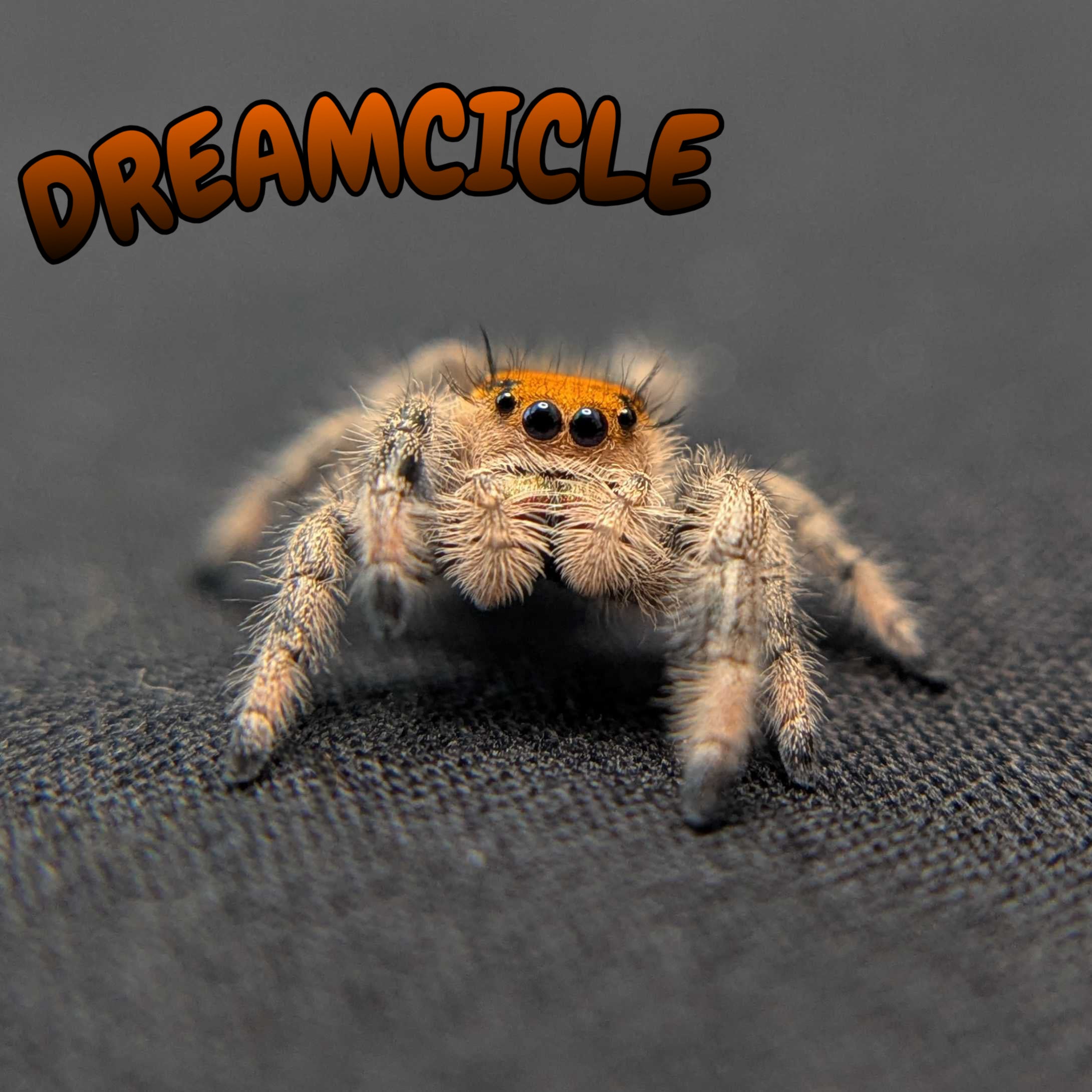 Regal Jumping Spider "Dreamcicle"