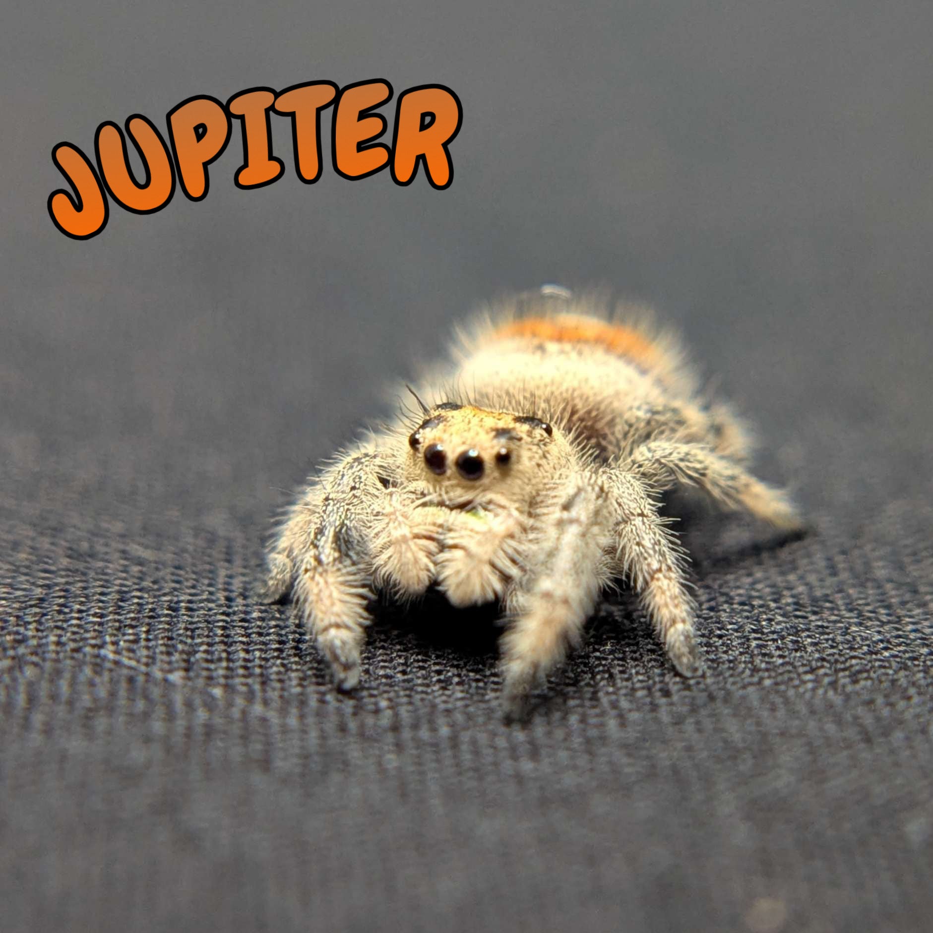 Regal Jumping Spider "Jupiter"