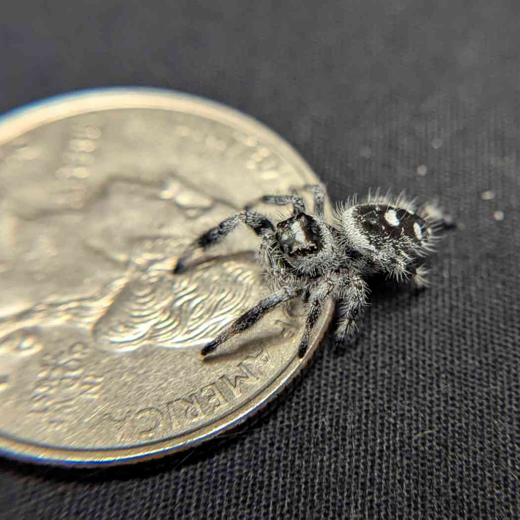 Regal Jumping Spider “Mantis” (High White)