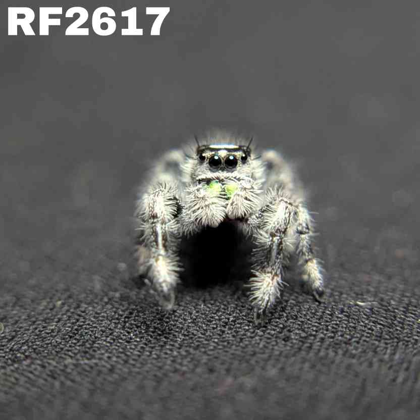 Regal Jumping Spider “Mantis” (High White)