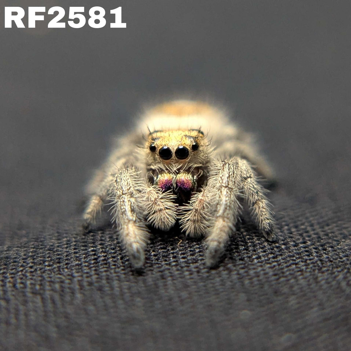 Regal Jumping Spider “Bonbon”