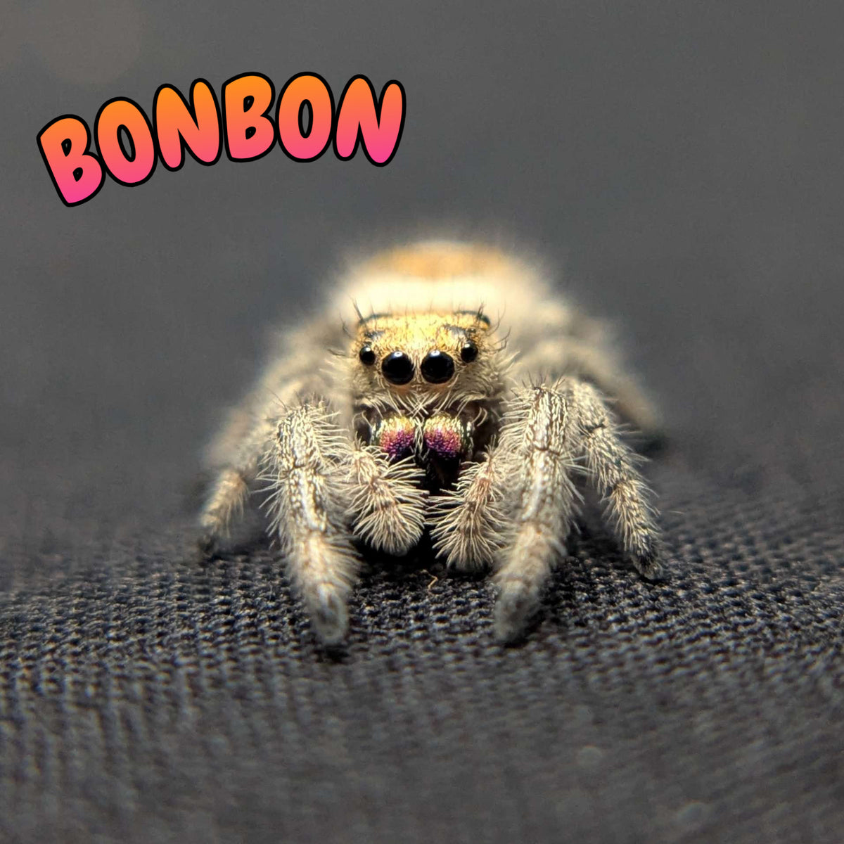 Regal Jumping Spider “Bonbon”