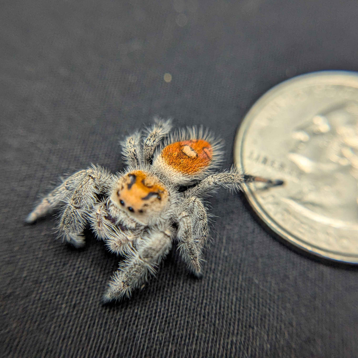 Regal Jumping Spider “Torch”