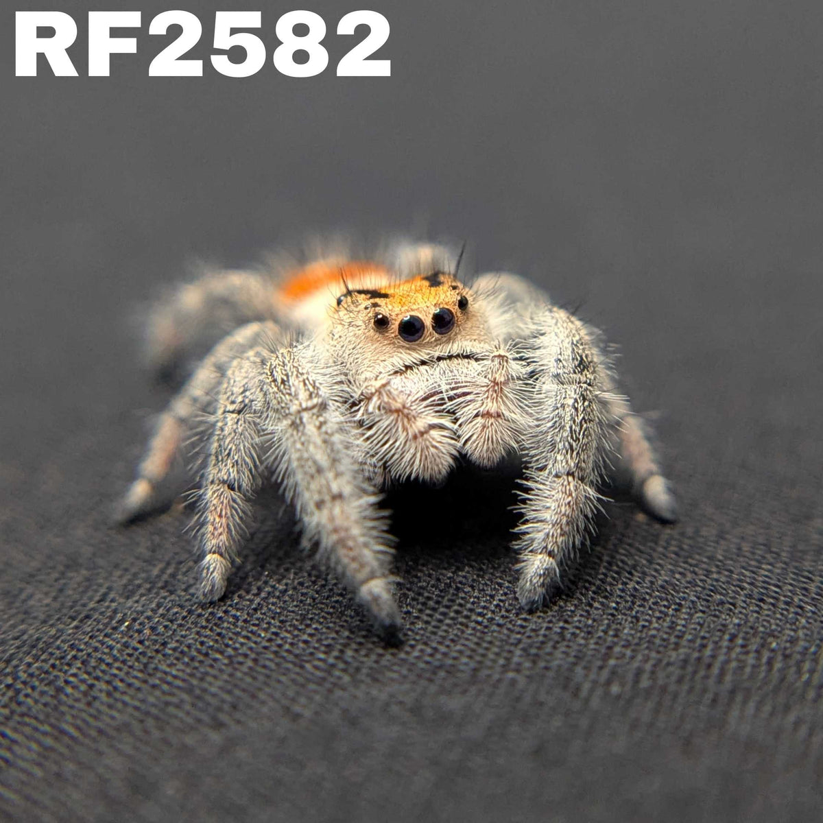 Regal Jumping Spider “Torch”