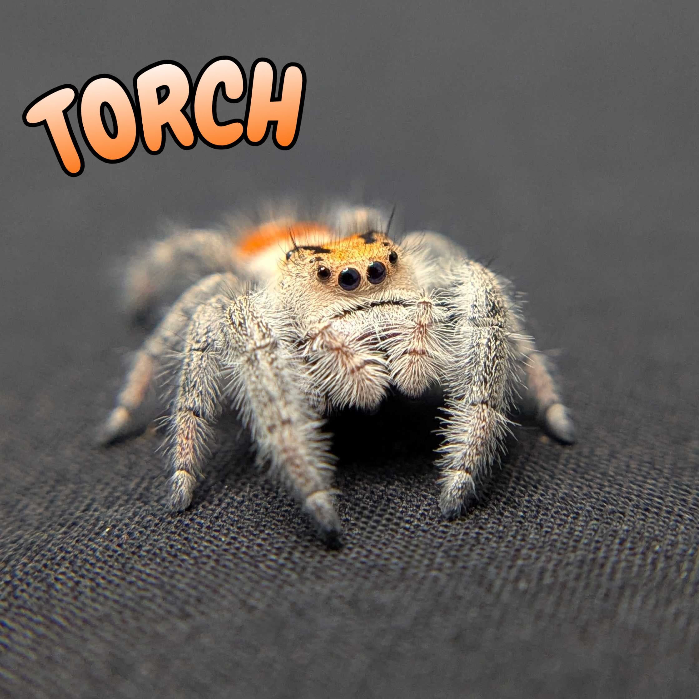 Regal Jumping Spider “Torch”