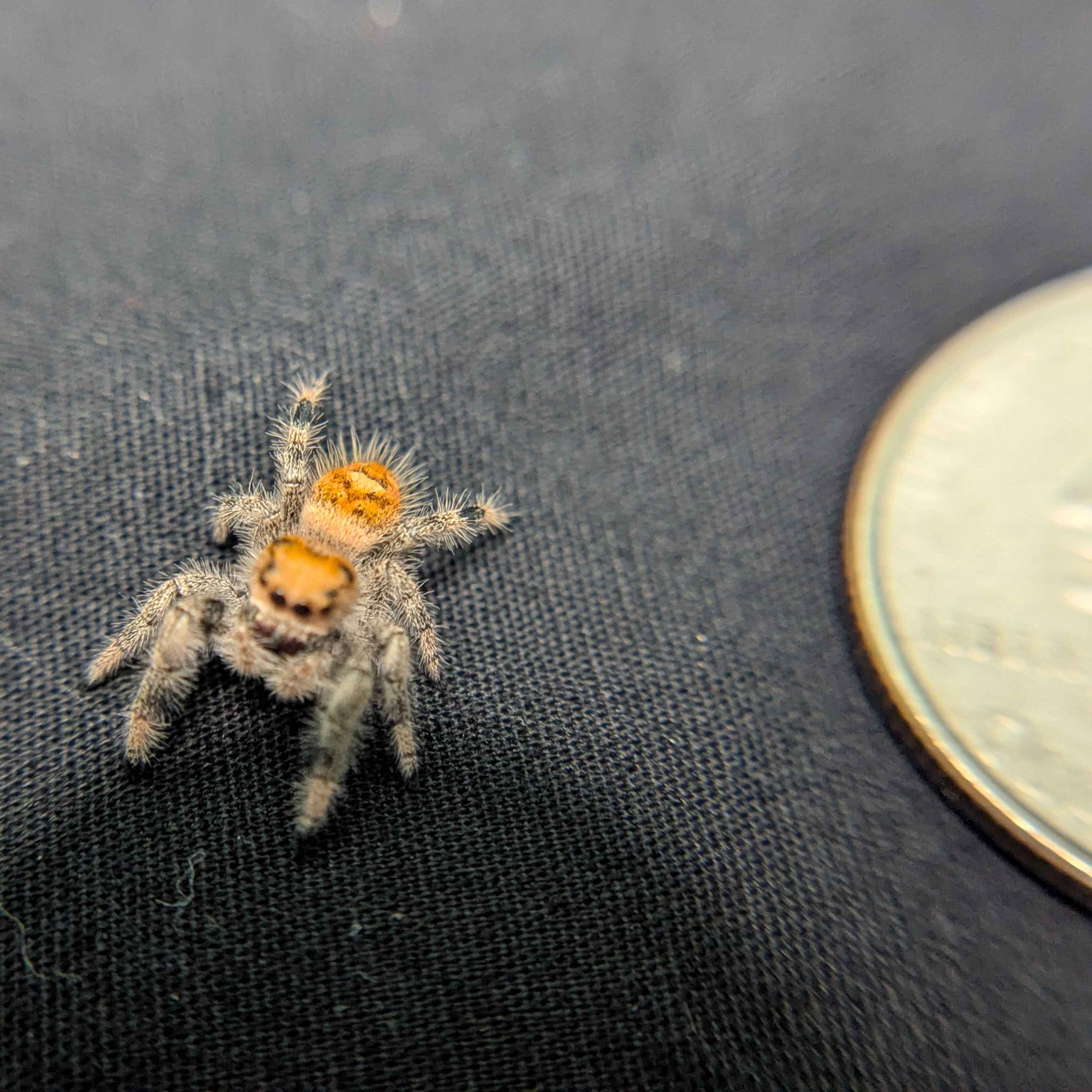 Regal Jumping Spider “Duskwillow”