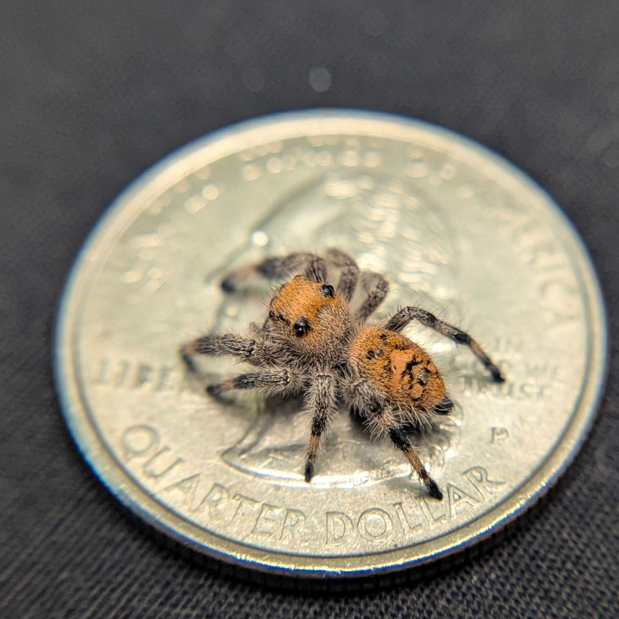 Regal Jumping Spider "Coven"