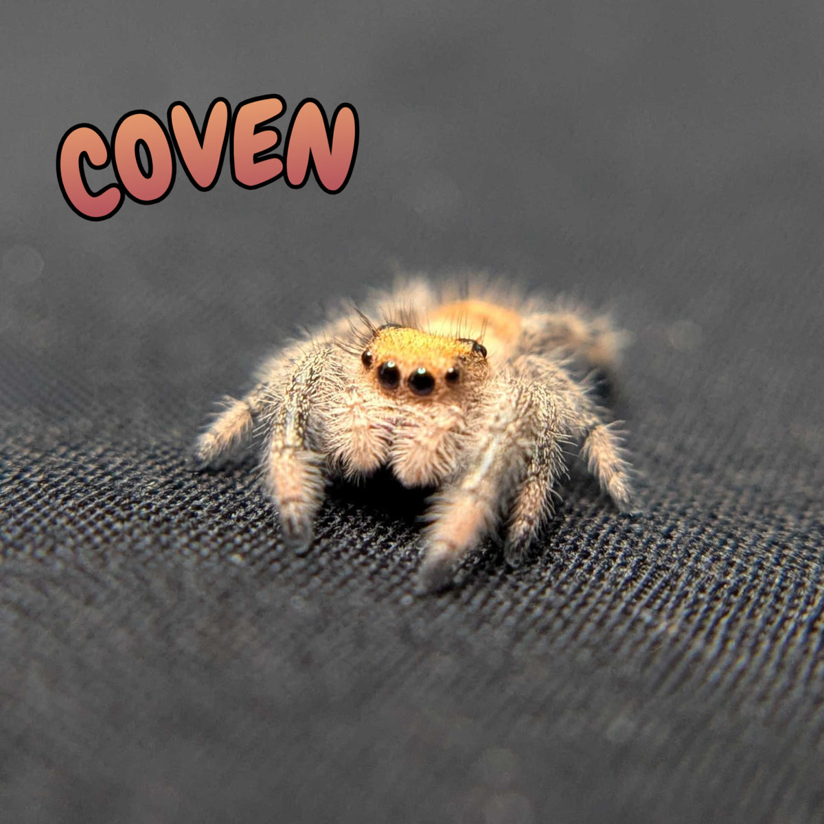 Regal Jumping Spider "Coven"