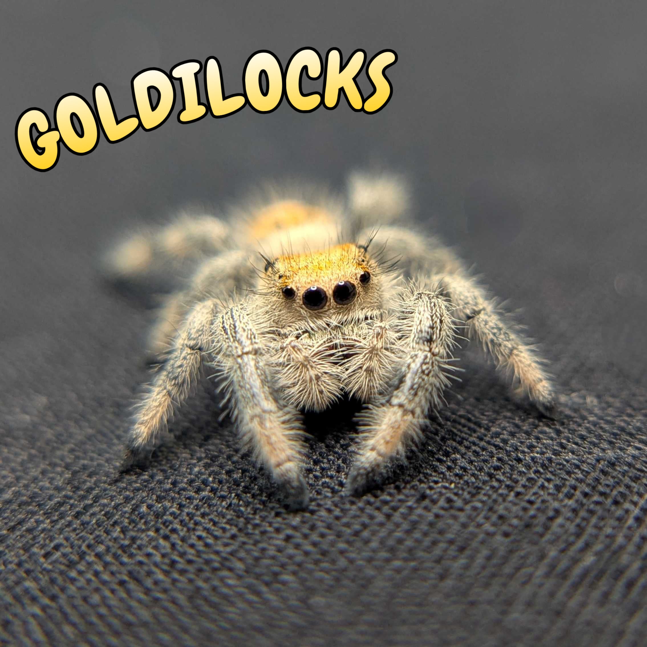 Regal Jumping Spider "Goldilocks"