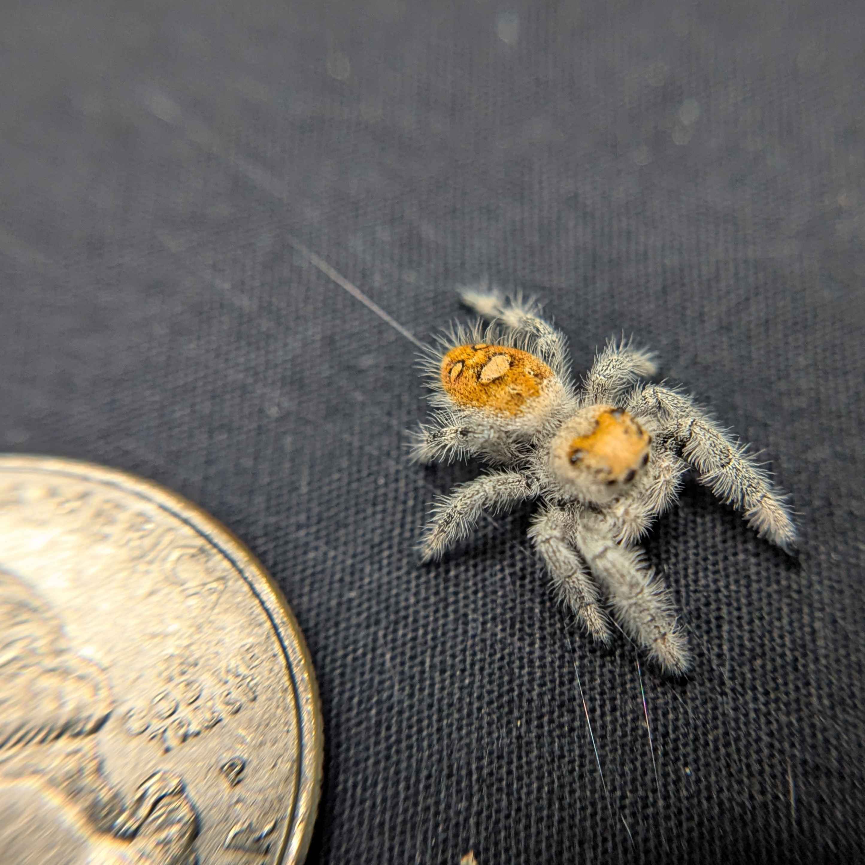 Regal Jumping Spider "Sunshine"