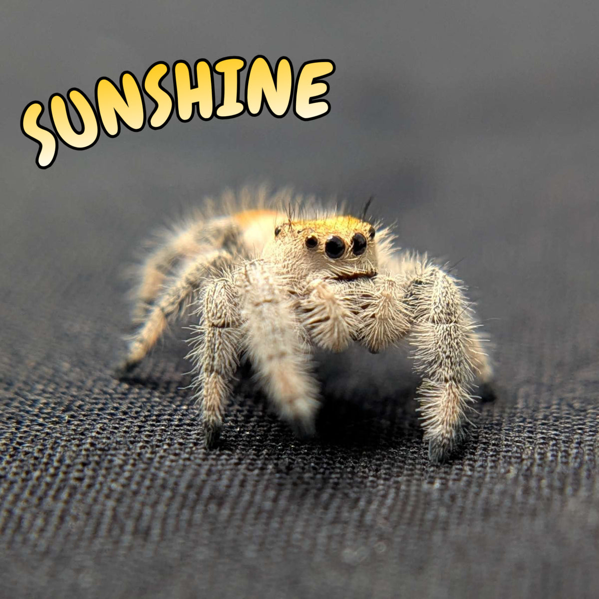 Regal Jumping Spider "Sunshine"